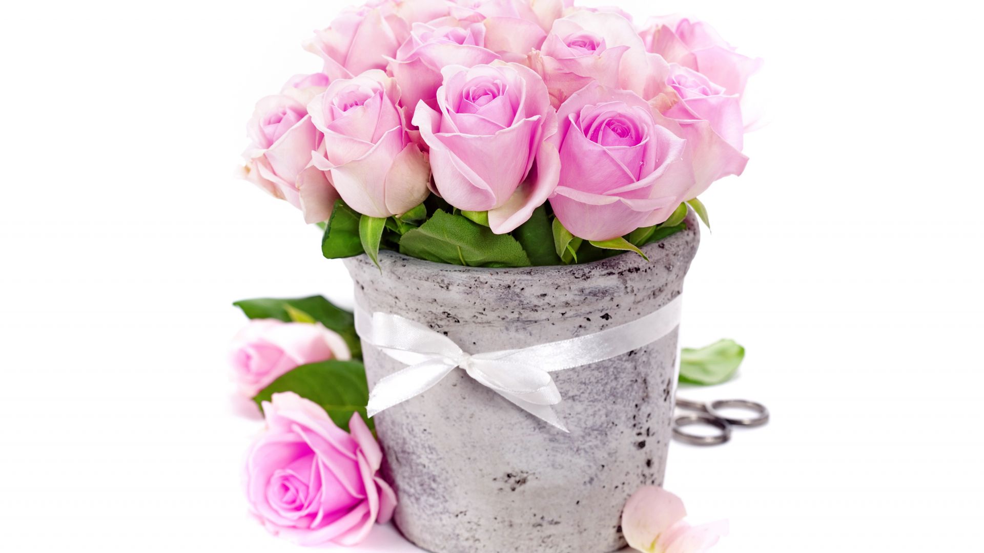 Wallpaper Pink roses in vase, gift