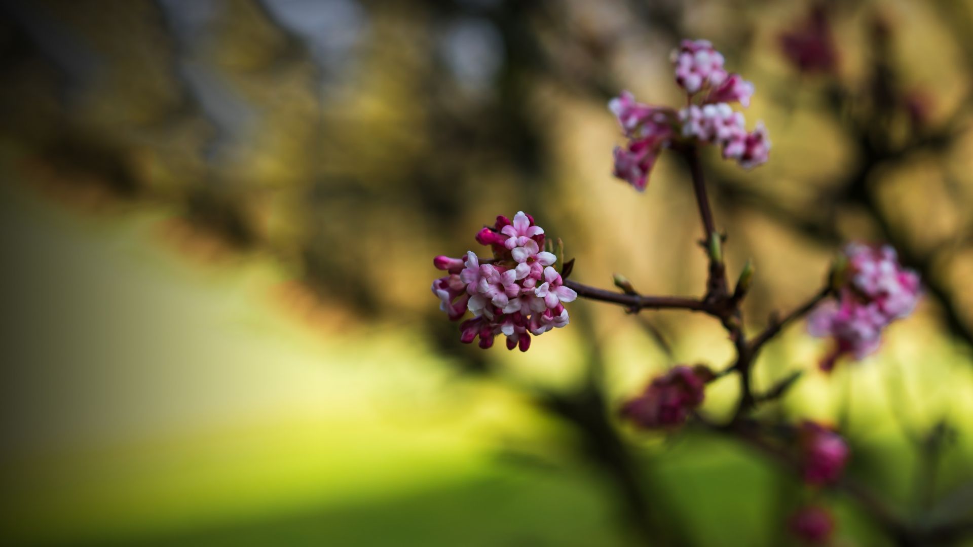 Wallpaper Spring blossom, flowers, blur