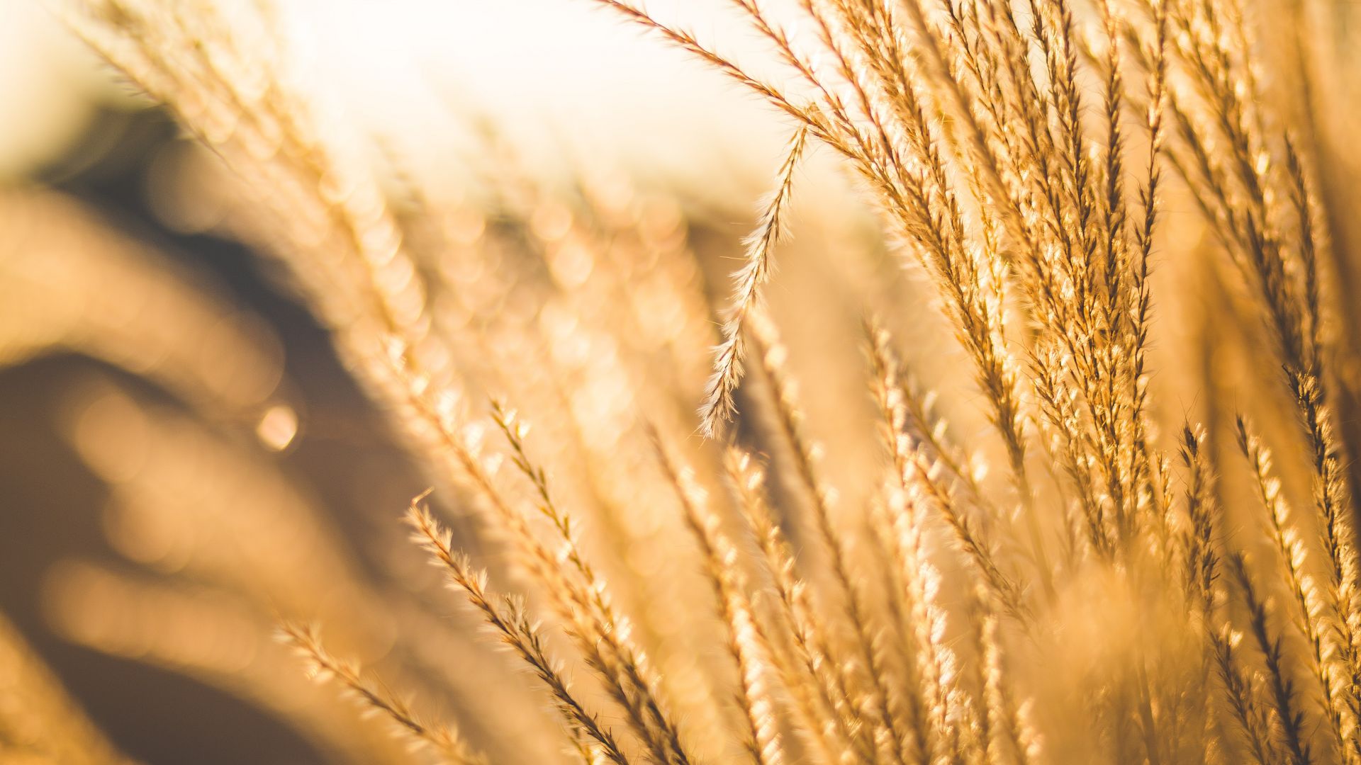 Wallpaper Wheat field in sunlight