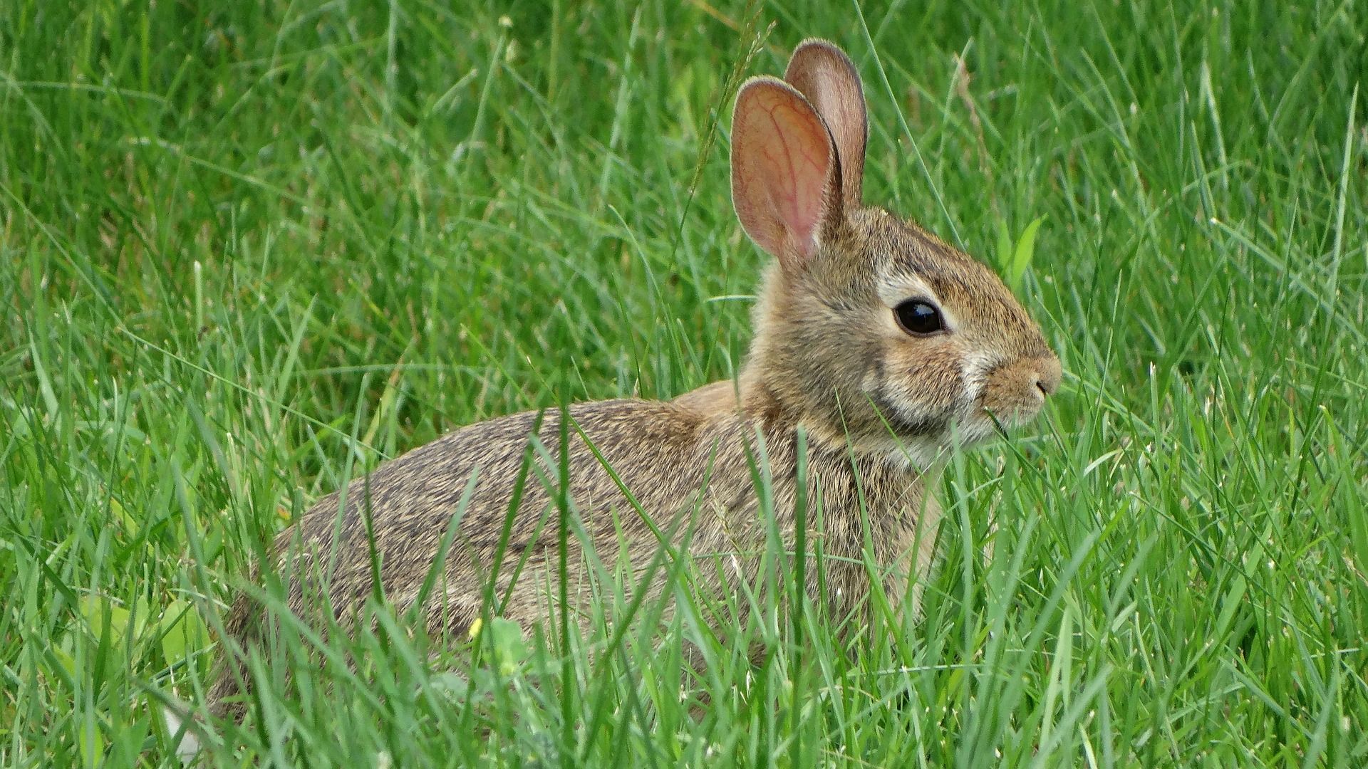 Wallpaper Rabbit in grass field, cute animal, bunny, hare