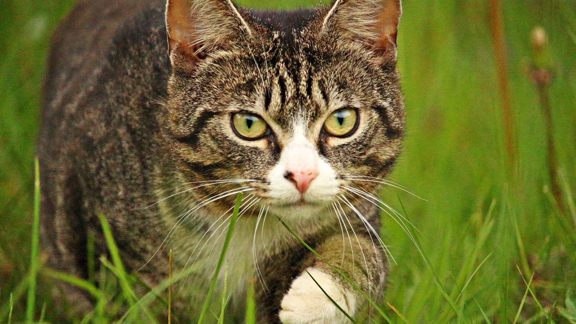 Wallpaper Cat walk, grass, silent attack, pet