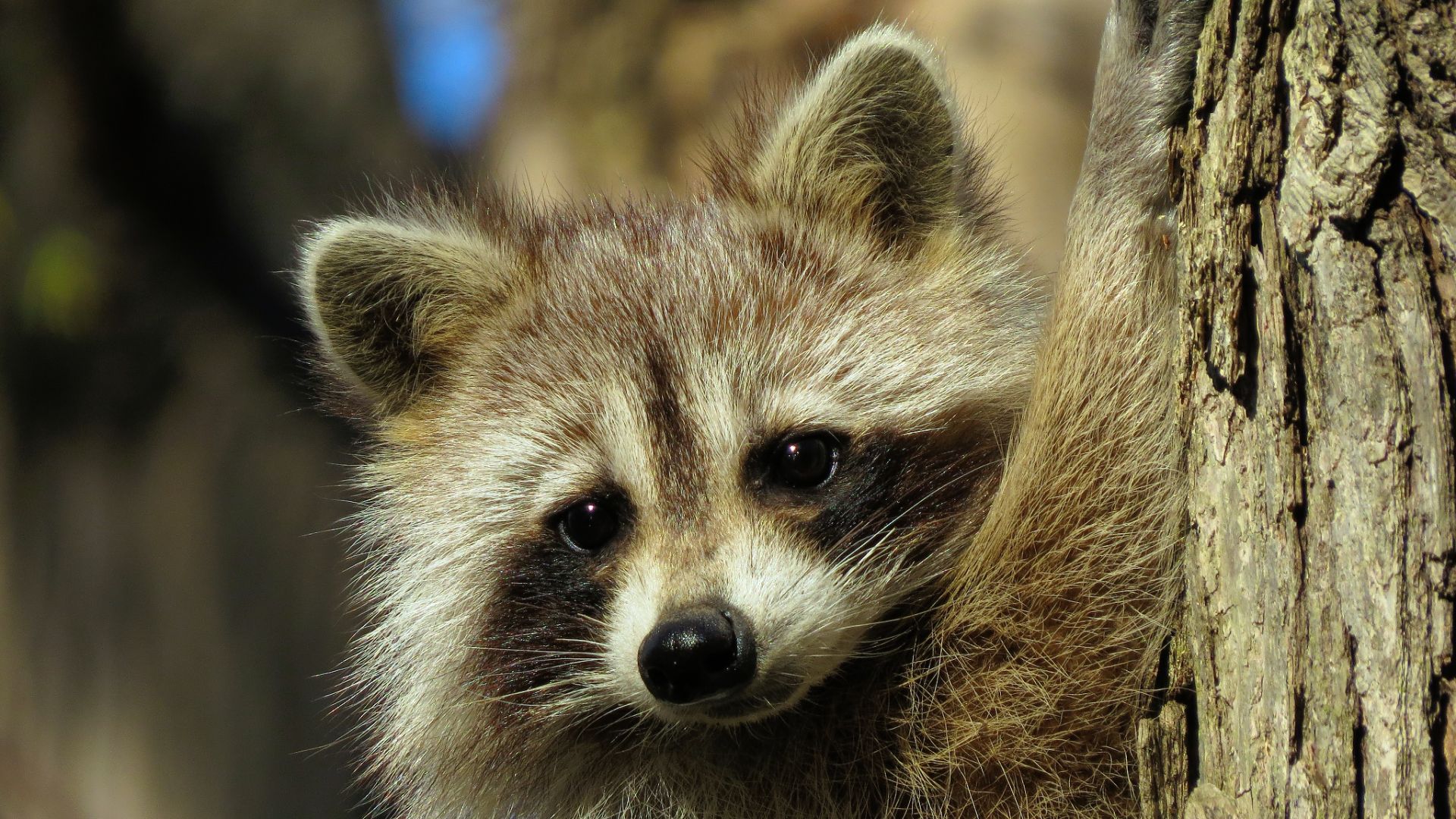 Wallpaper Cute animal, raccoon muzzle