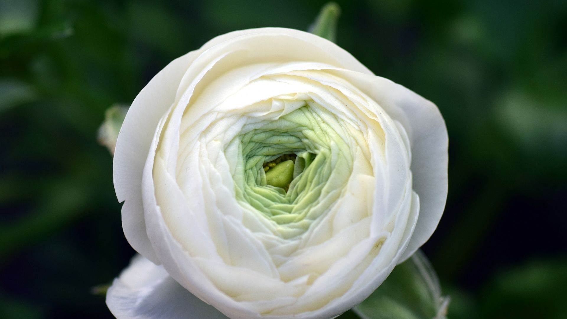 Wallpaper Ranunculus, buttercup, white flower