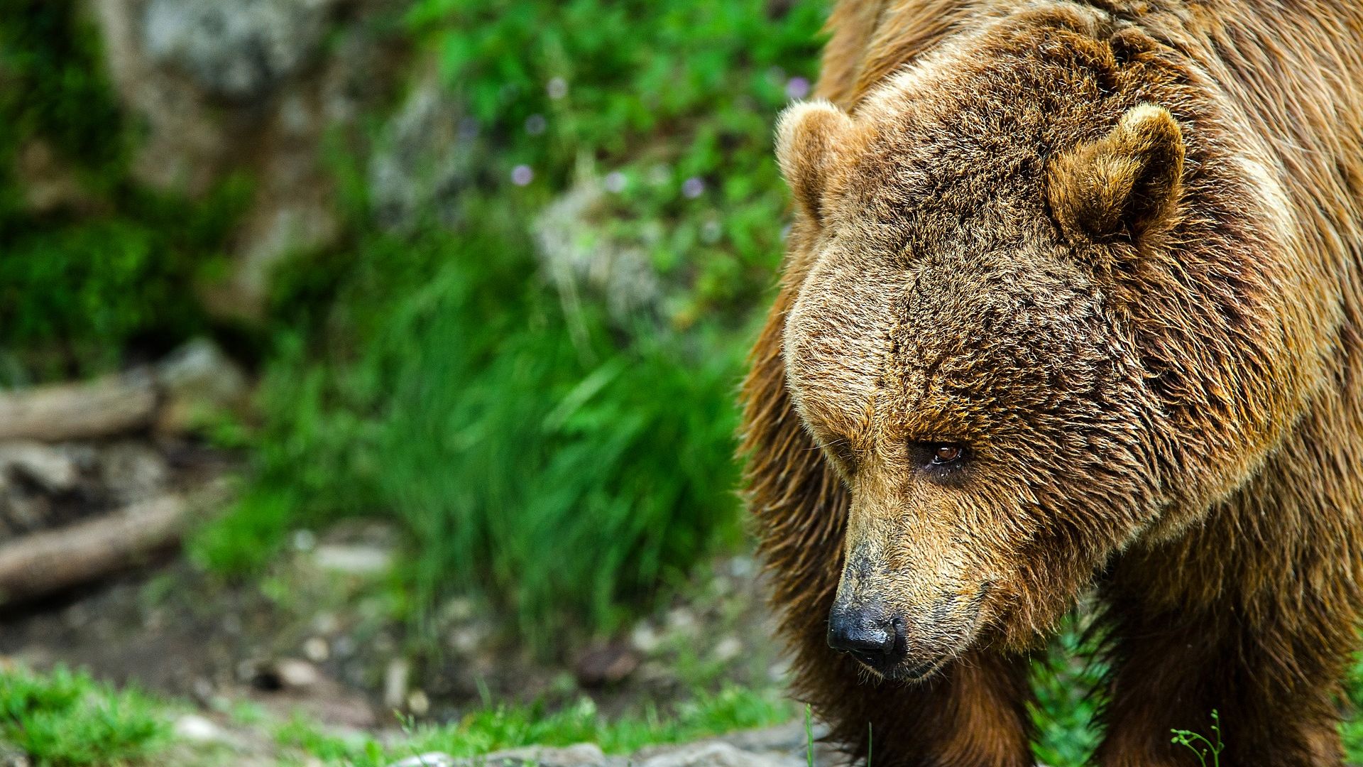 Wallpaper Bear, predator, jungle, furry animal