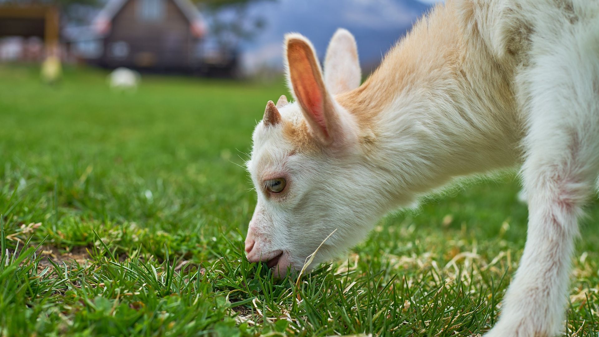 Wallpaper Goat, eating grass, white animal
