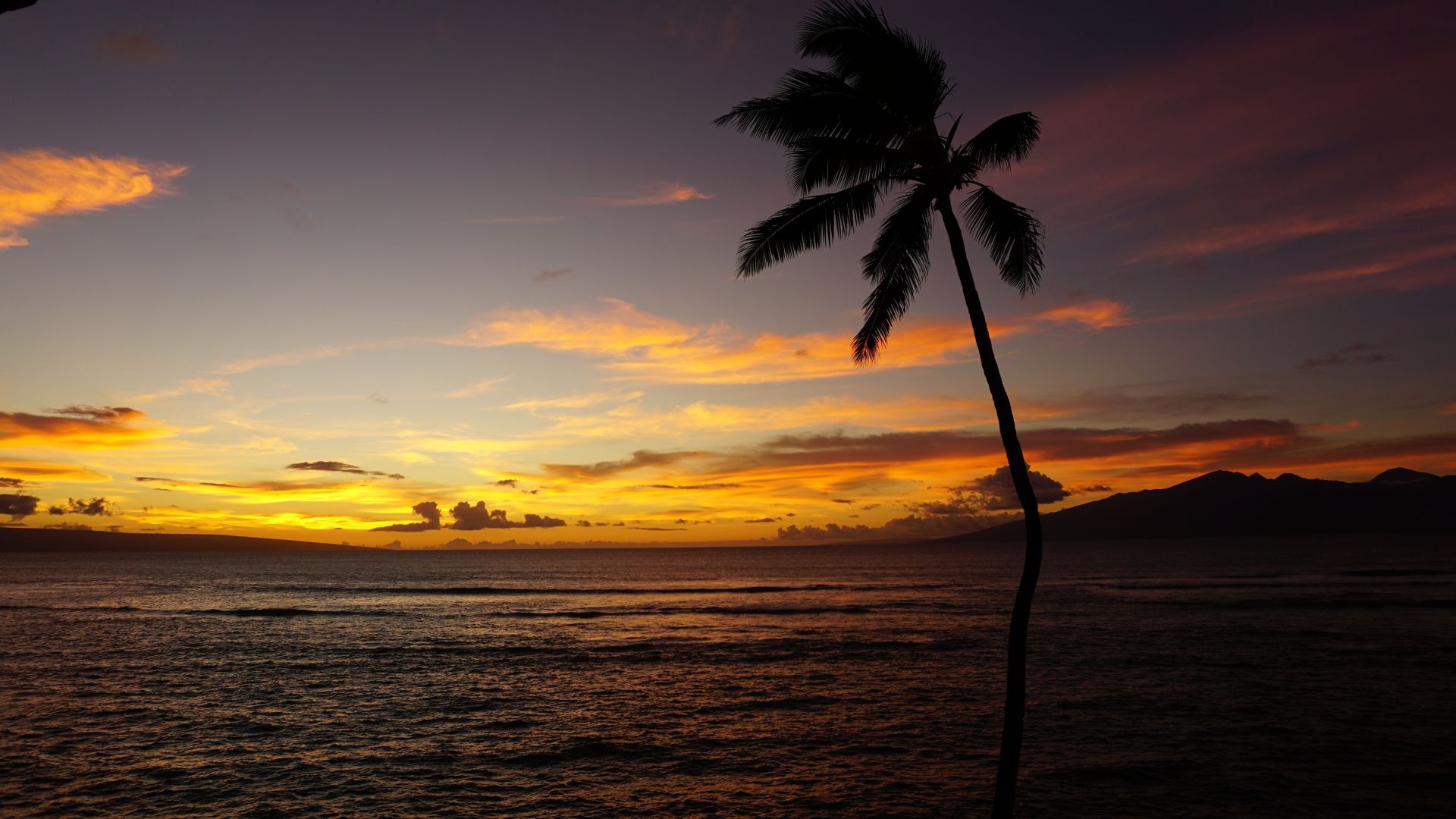 Wallpaper Hawaii coast, palm tree, sea, sunset, 5k