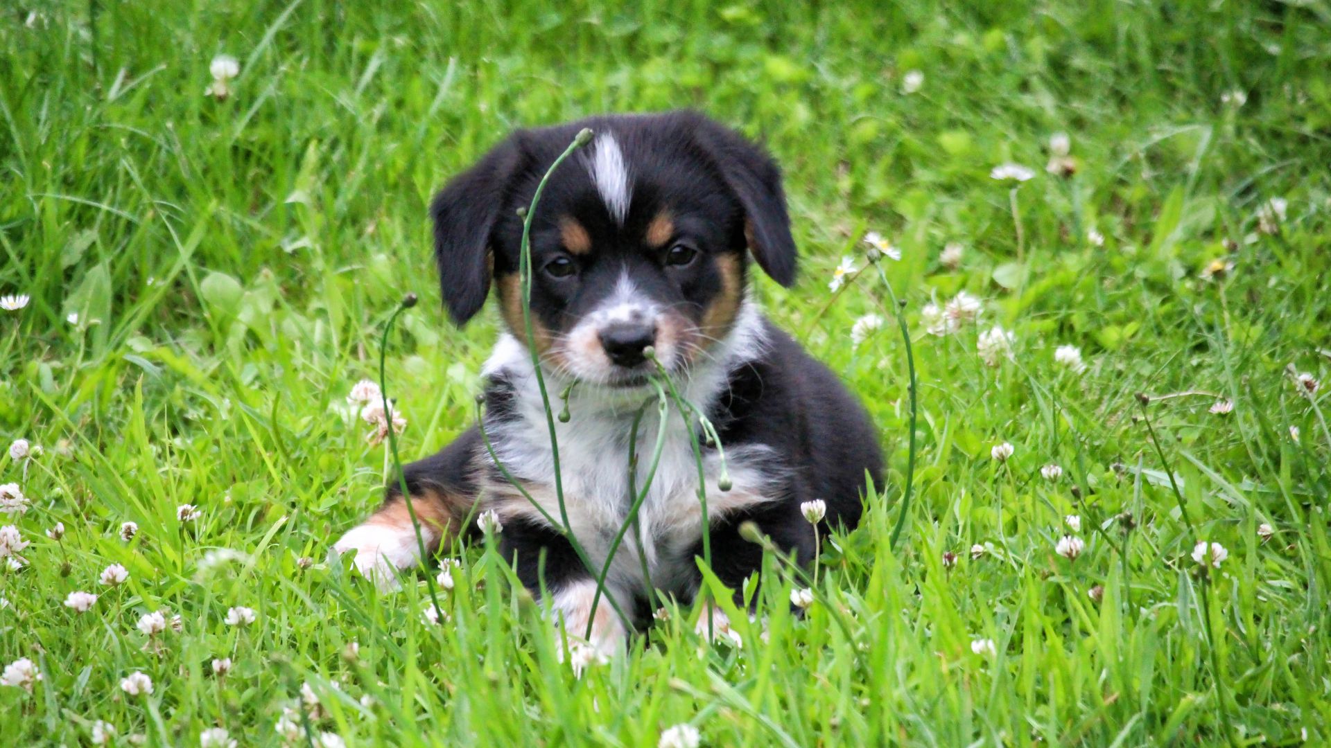 Wallpaper Cute, puppy, dog, animal, sit, meadow