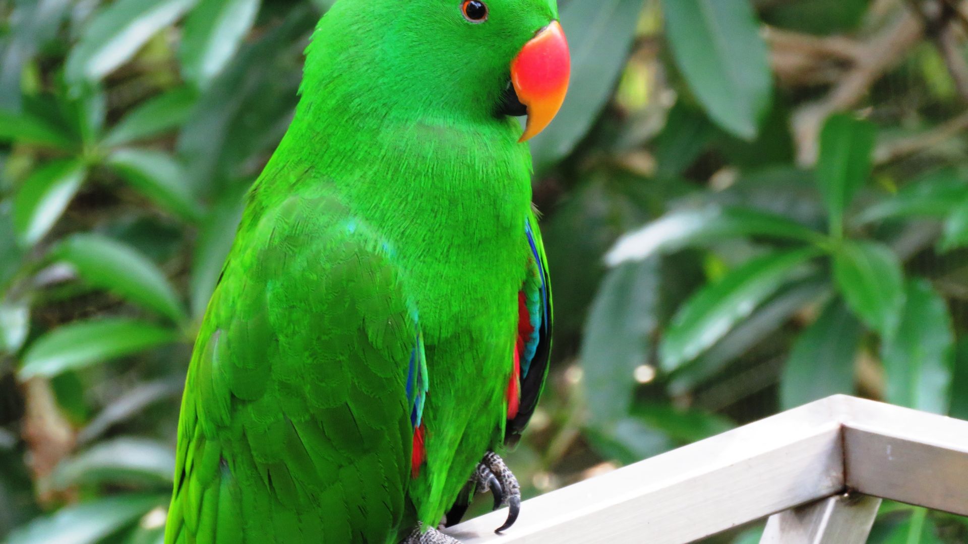 Desktop Wallpaper Beautiful Bird, Green Parrot, Bird, Hd Image, Picture,  Background, E0ead5