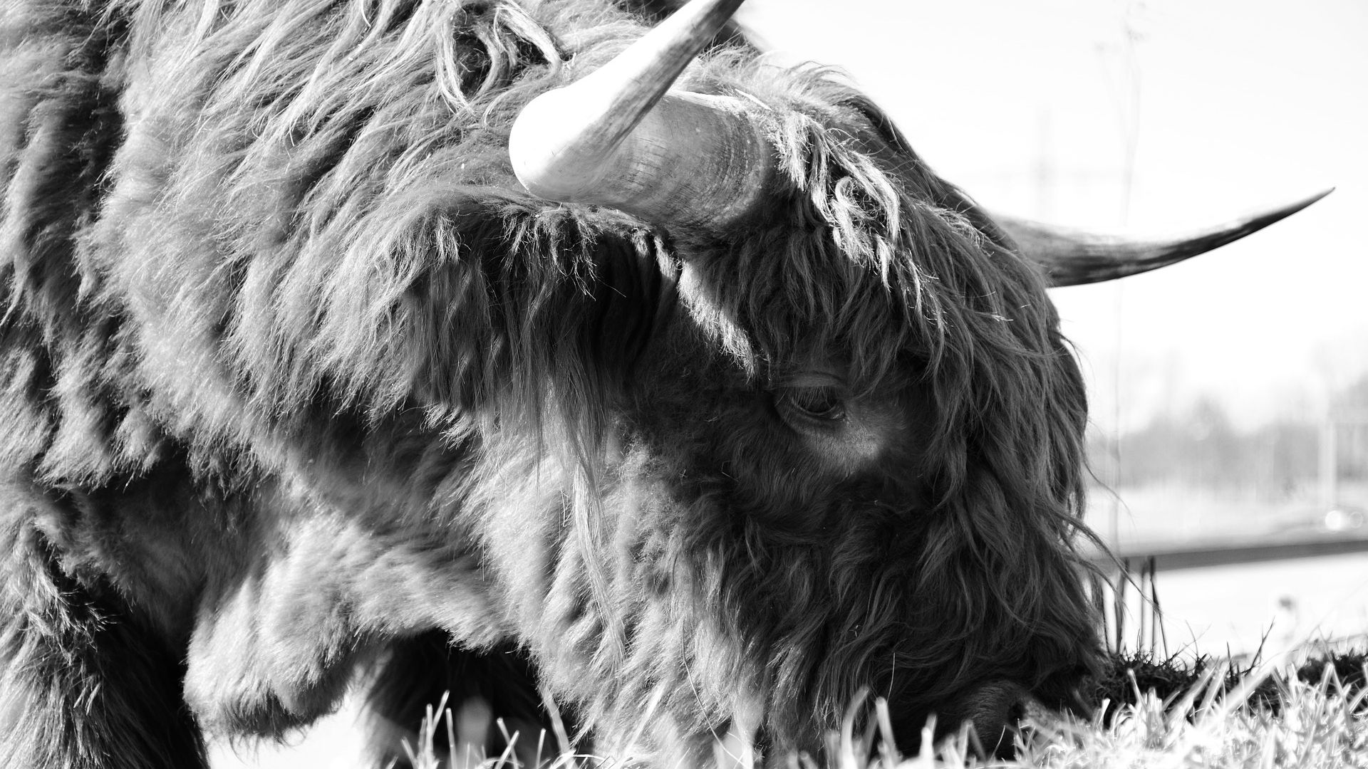 Wallpaper Monochrome, yak, furry animal, horns