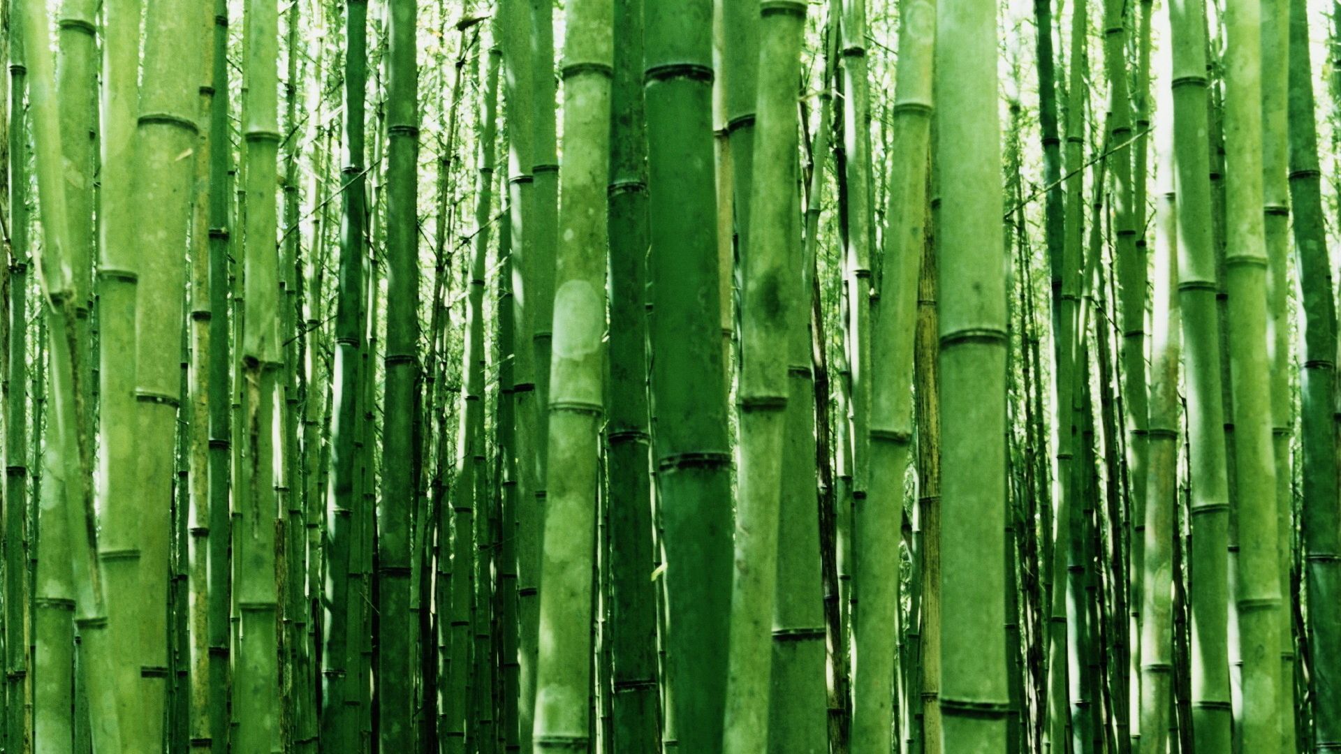 Wallpaper Bamboo trees