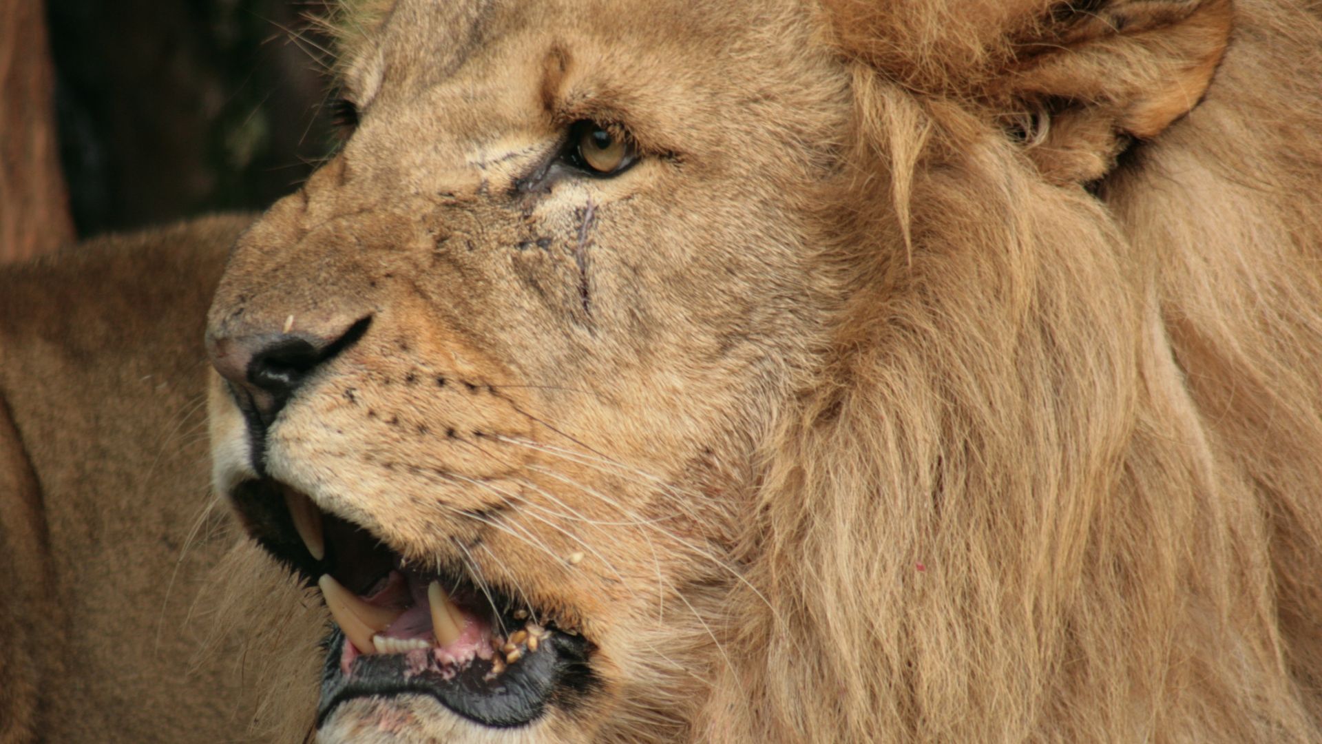 Wallpaper Angry lion, muzzle, fur, predator