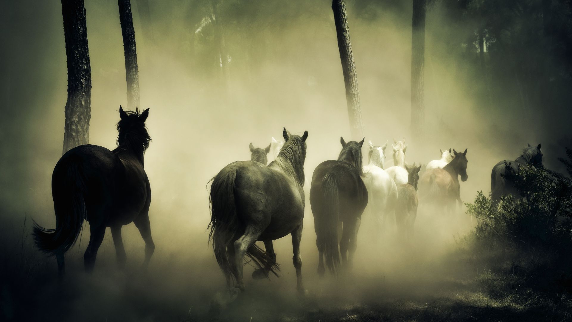 Wallpaper Horses, herd, run, forest, fog, 4k