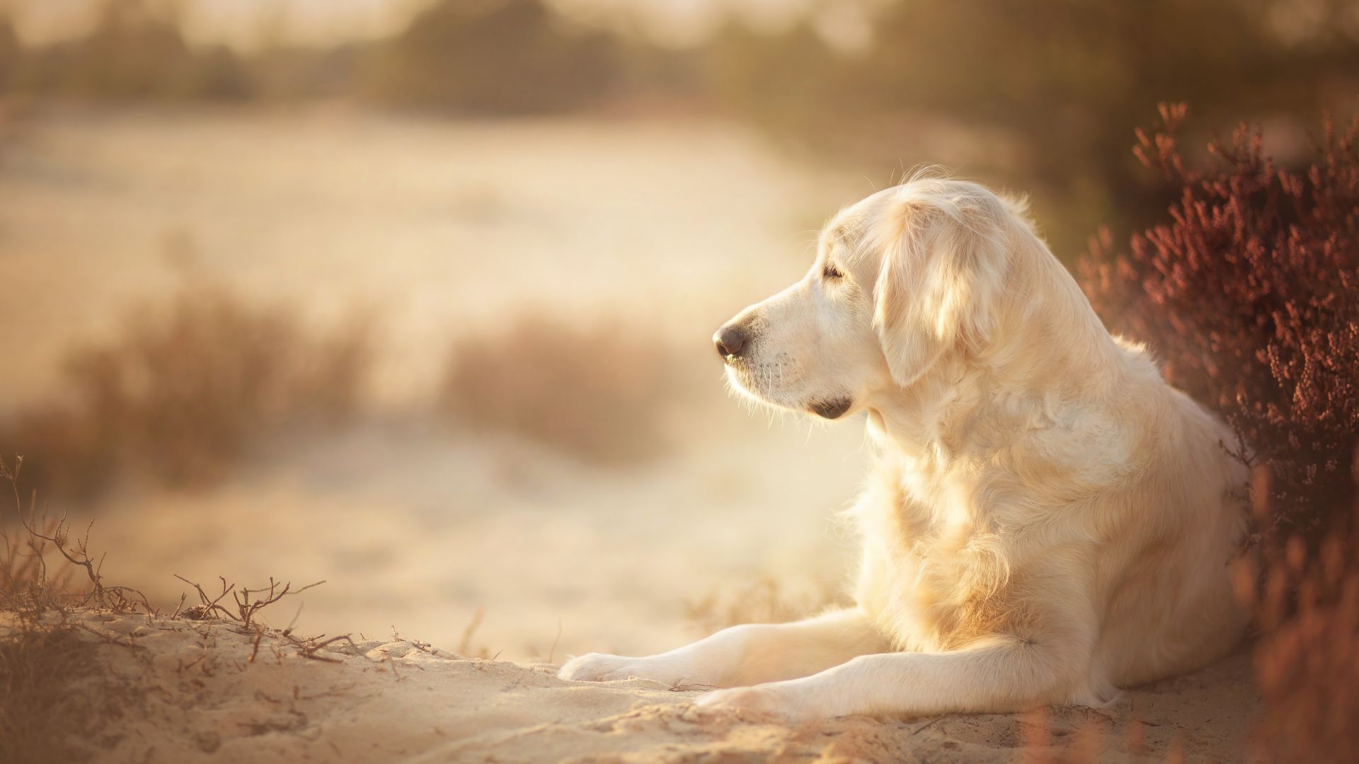 Wallpaper Golden retriever, dog, calm, outdoor, 4k