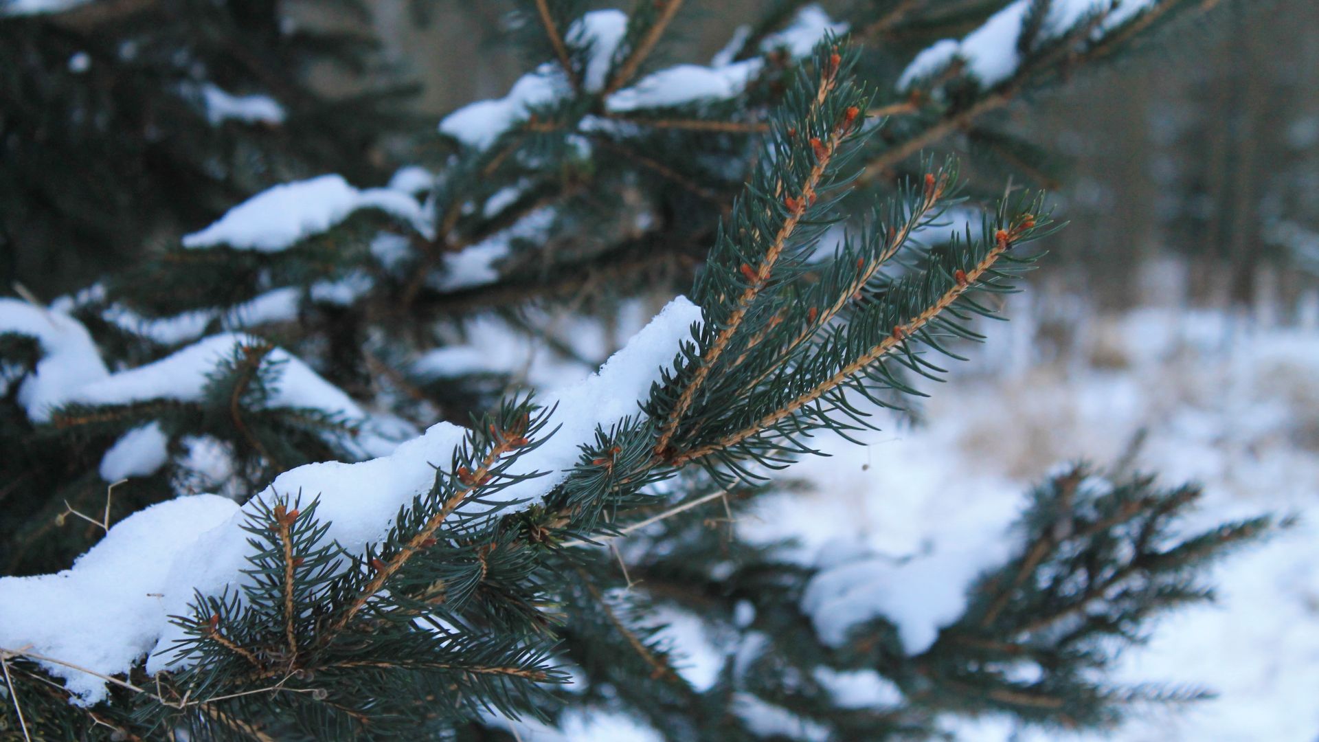 Wallpaper Snow frost, winter, snow, tree branch
