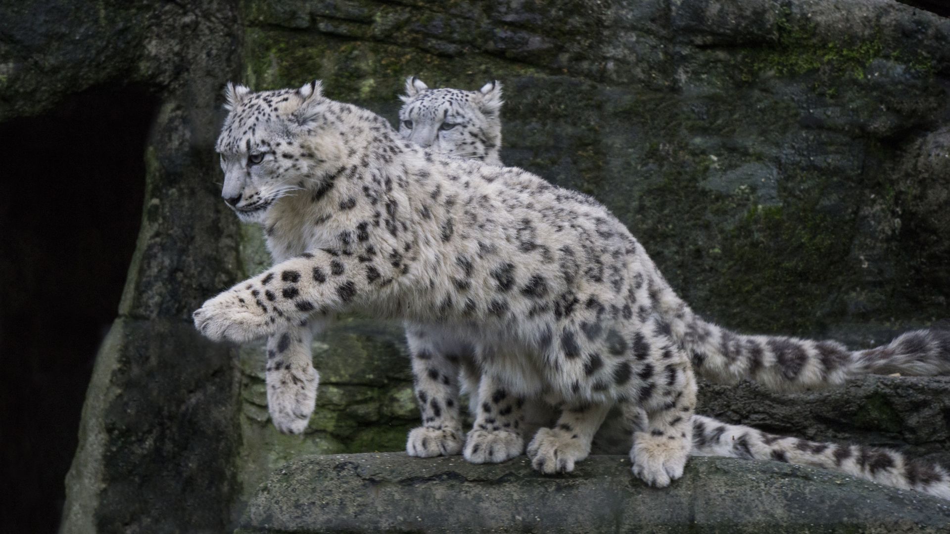 Wallpaper Snow leopard, jump, animal, predator, 5k