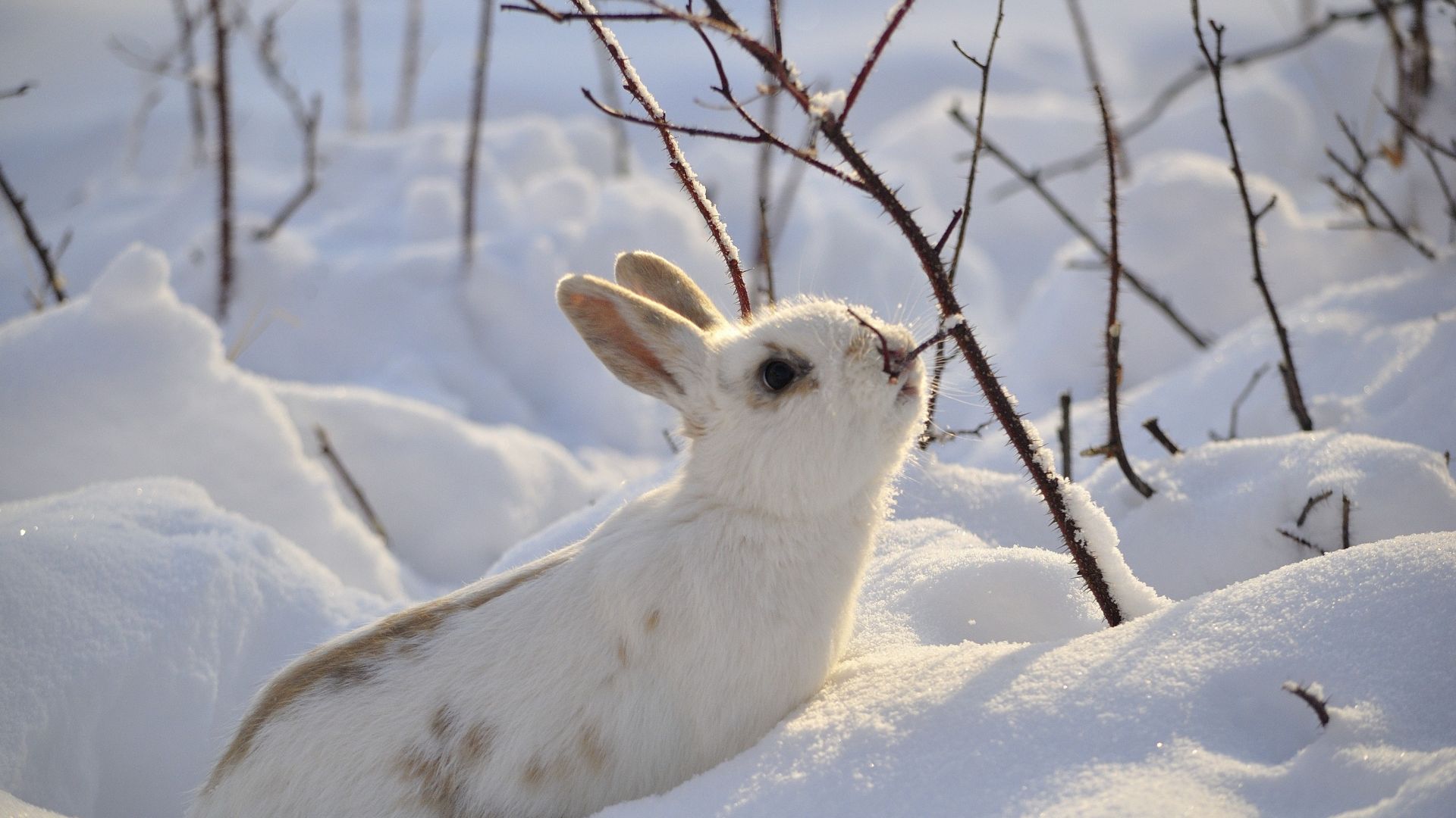 Wallpaper Cute white bunny, snow, winter, animal, 4k