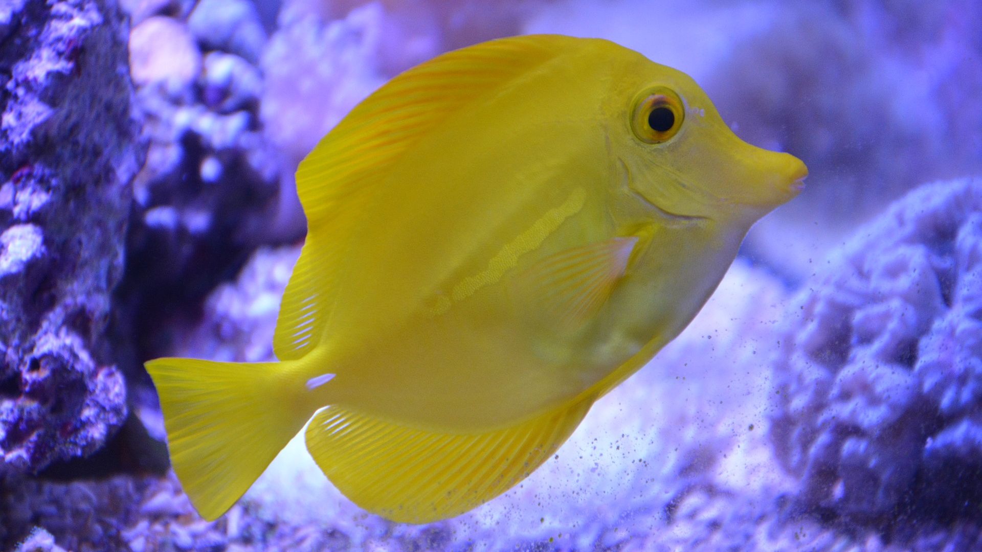 Desktop Wallpaper Yellowfish, Fish, Aquarium, Hd Image, Picture, Background,  E34861