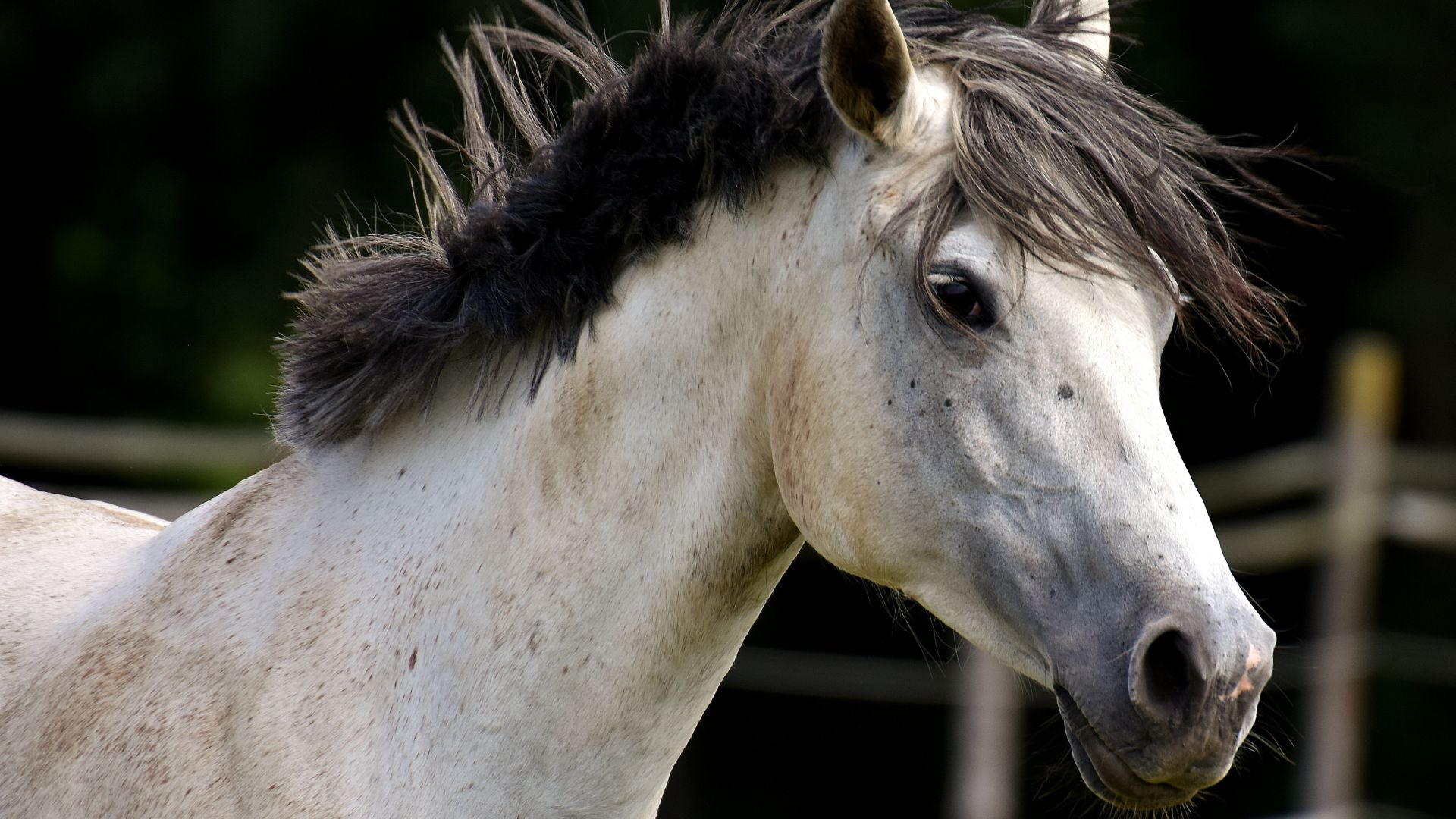 Wallpaper White race horse, muzzle, animal, 4k