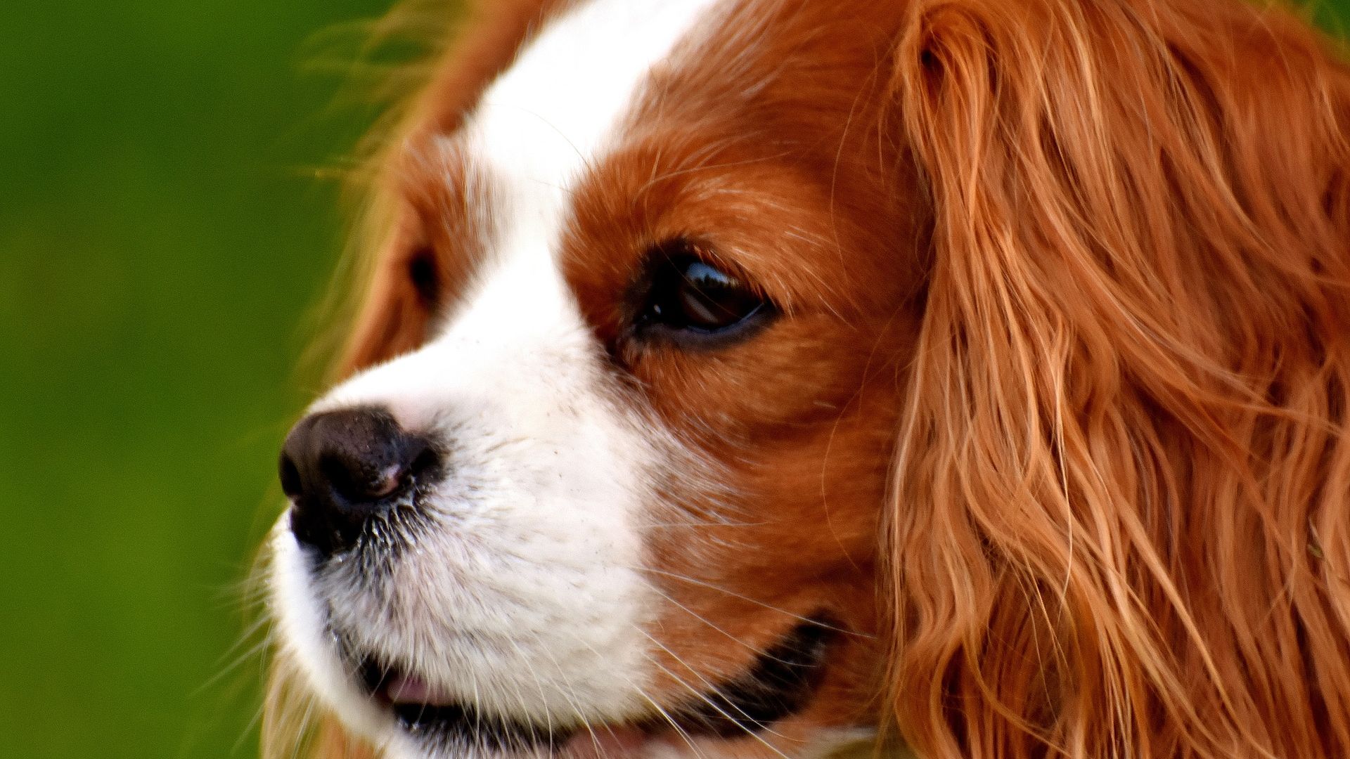 Wallpaper Cavalier King Charles Spaniel, cute dog, muzzle