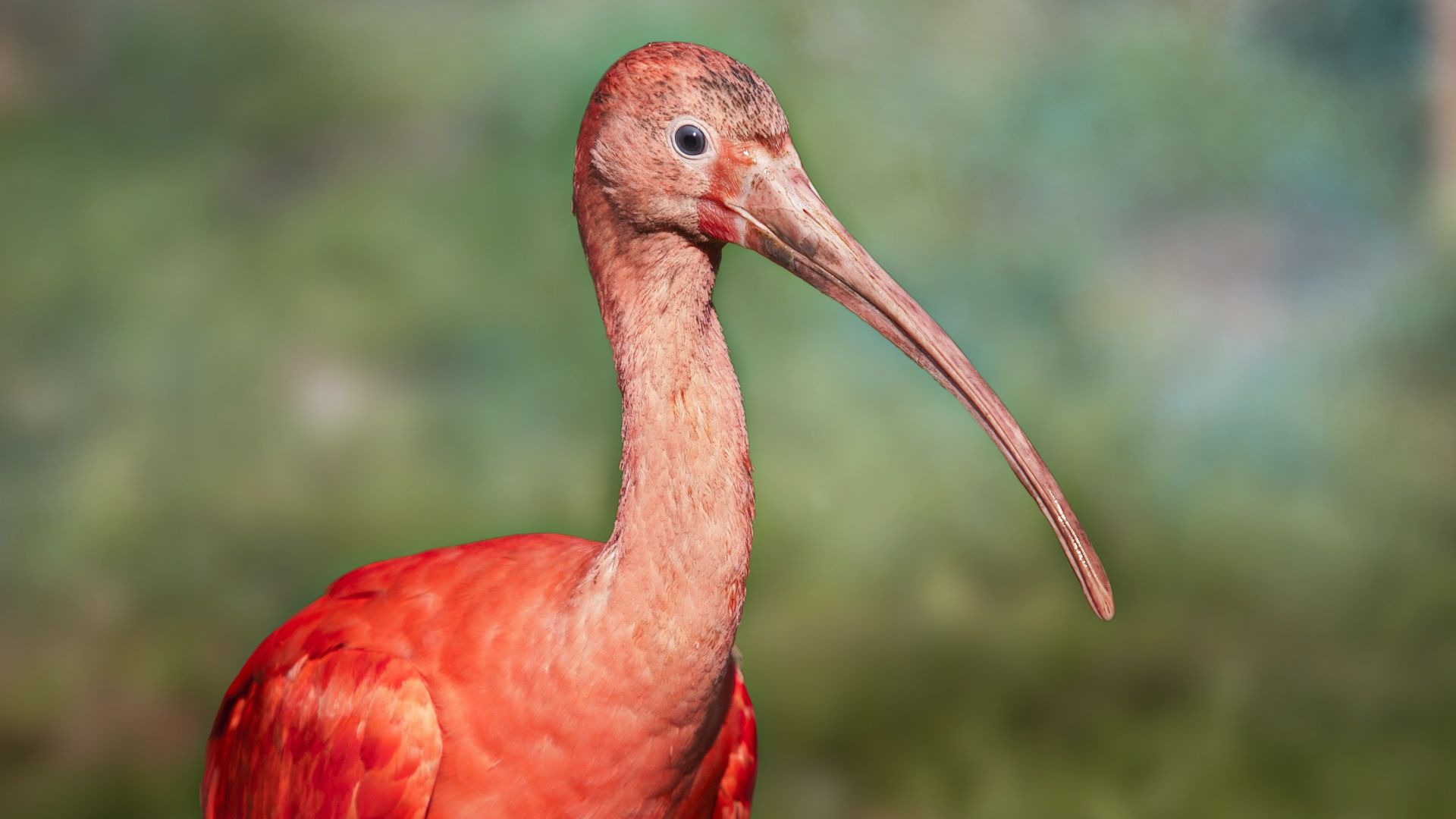 Wallpaper Flamingo, pink bird, water bird, long beak