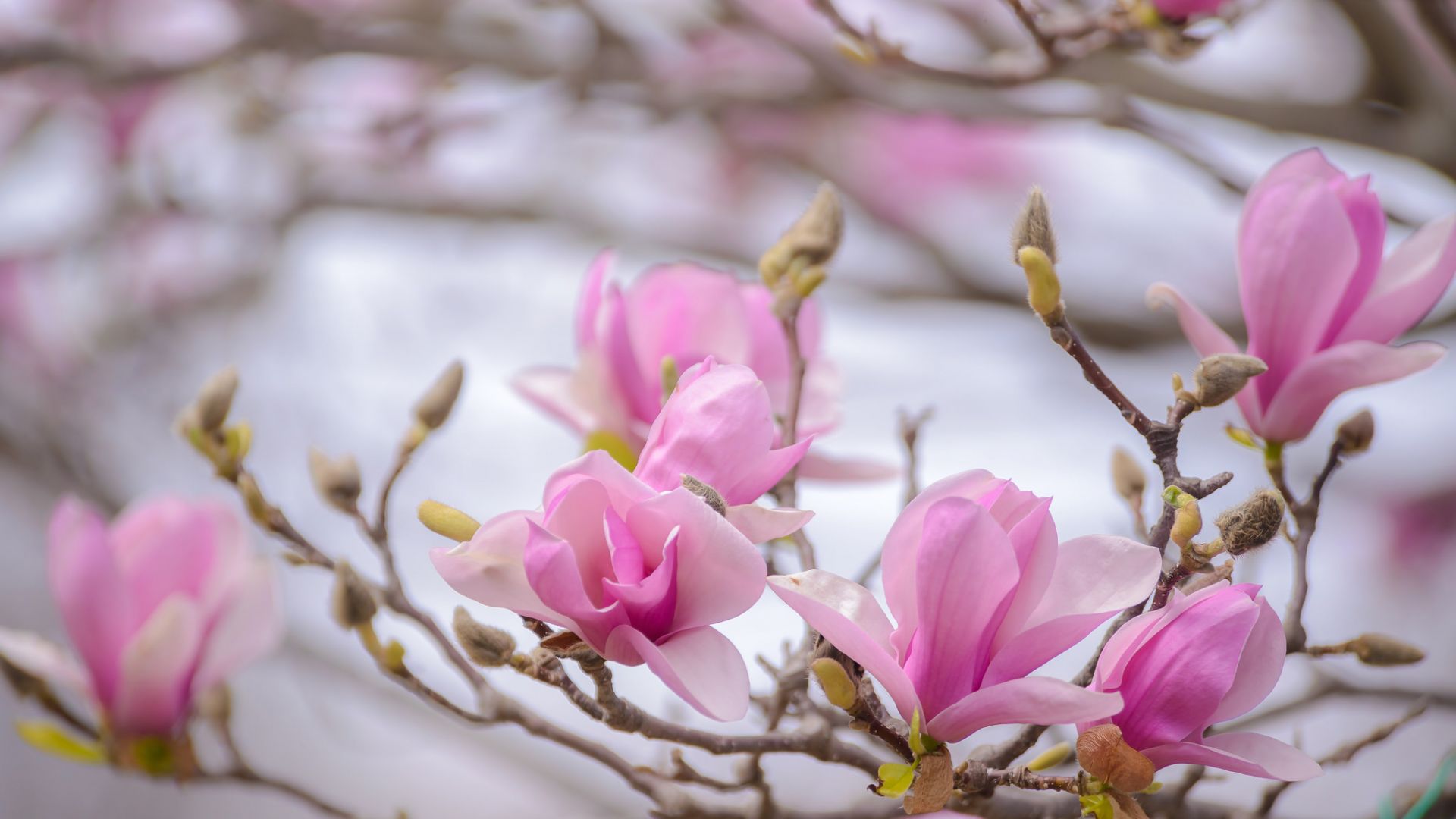 Wallpaper Spring, pink flowers, blossom