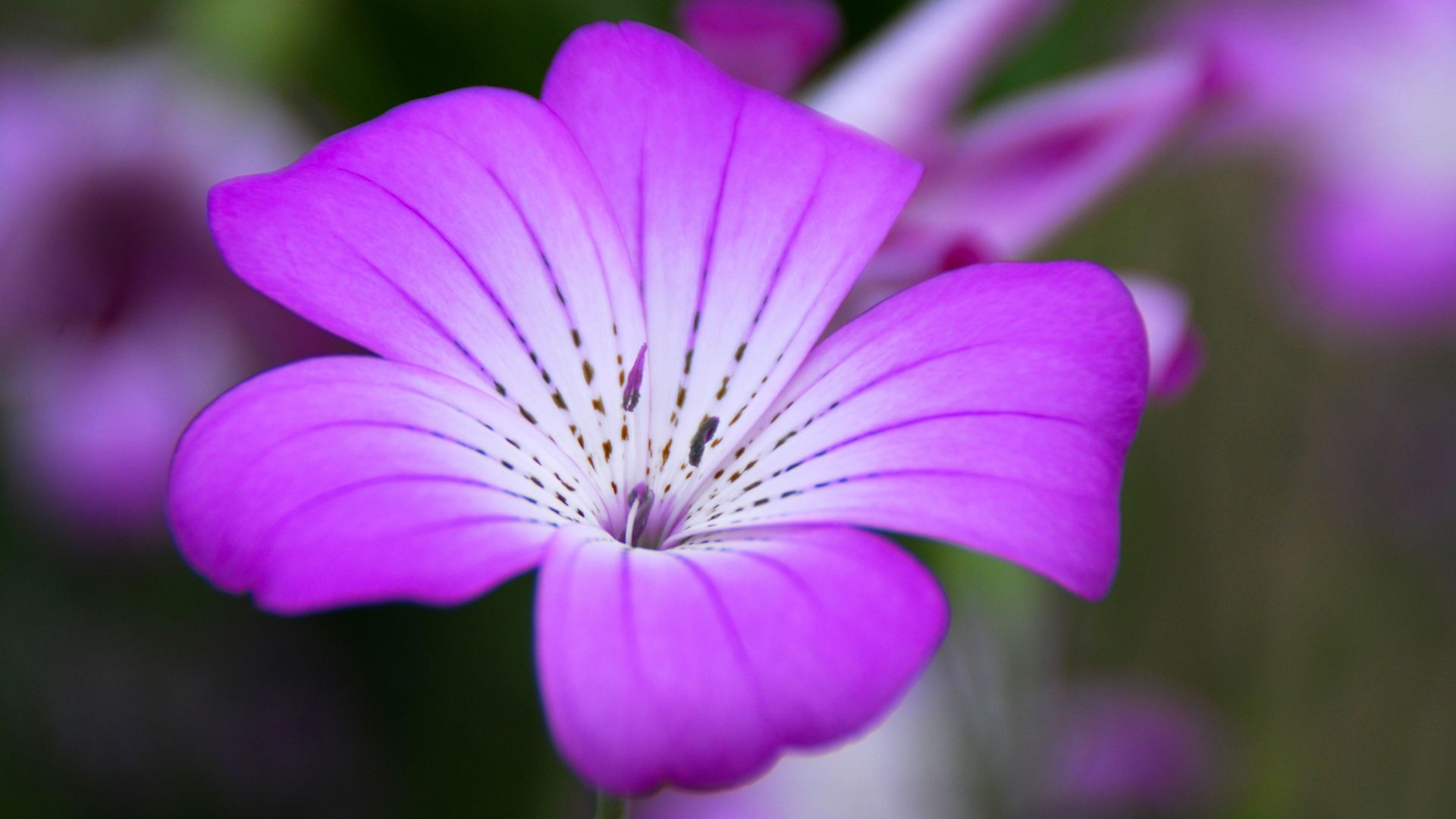 Wallpaper Flower, violate flower, close up