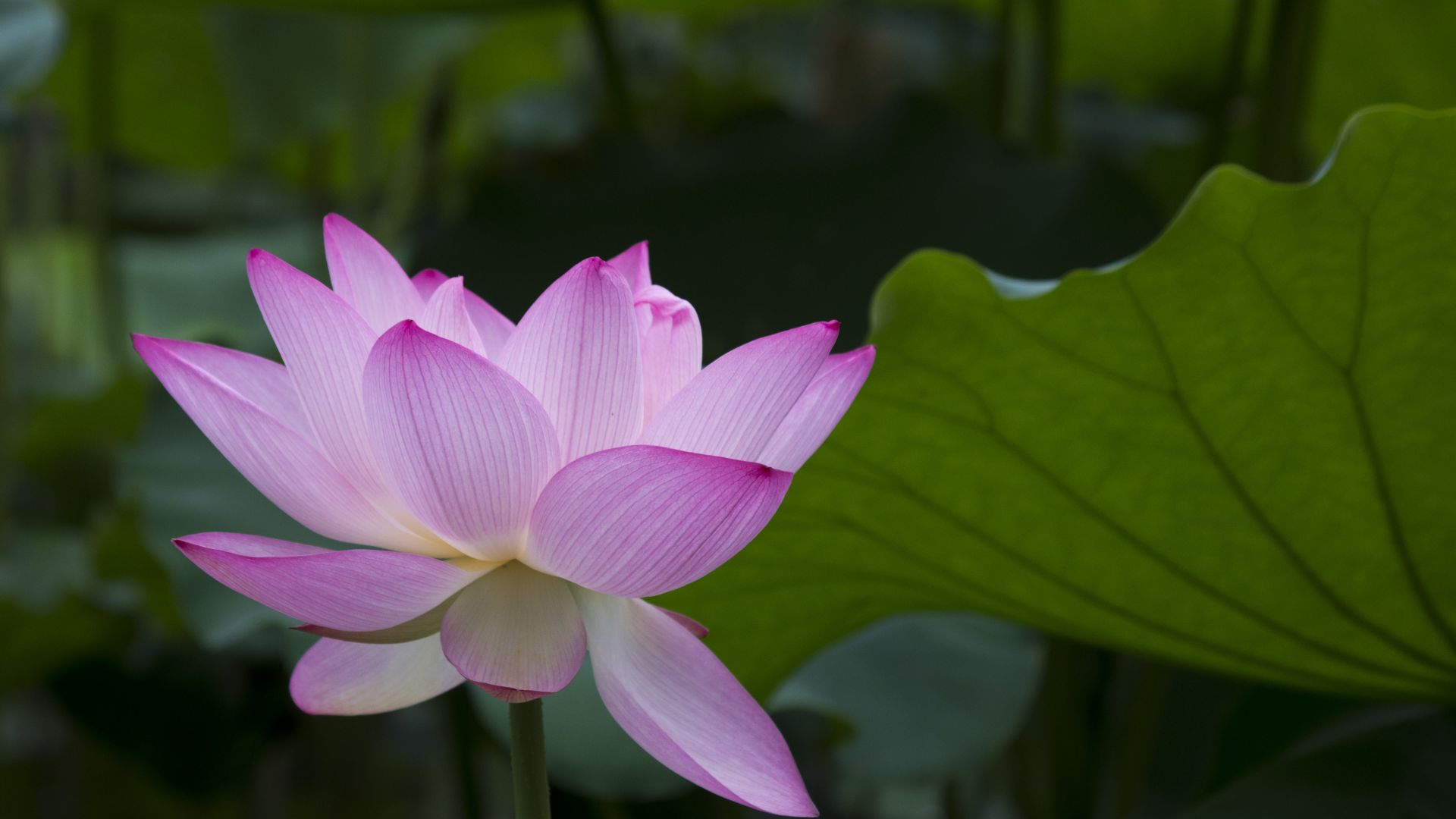 Wallpaper Pink flower, lotus, petals