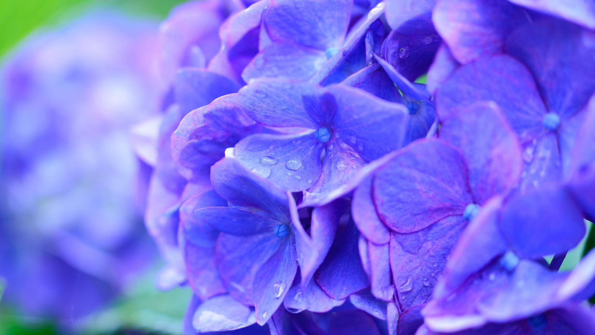 Wallpaper Purple flowers, summer glory, drops