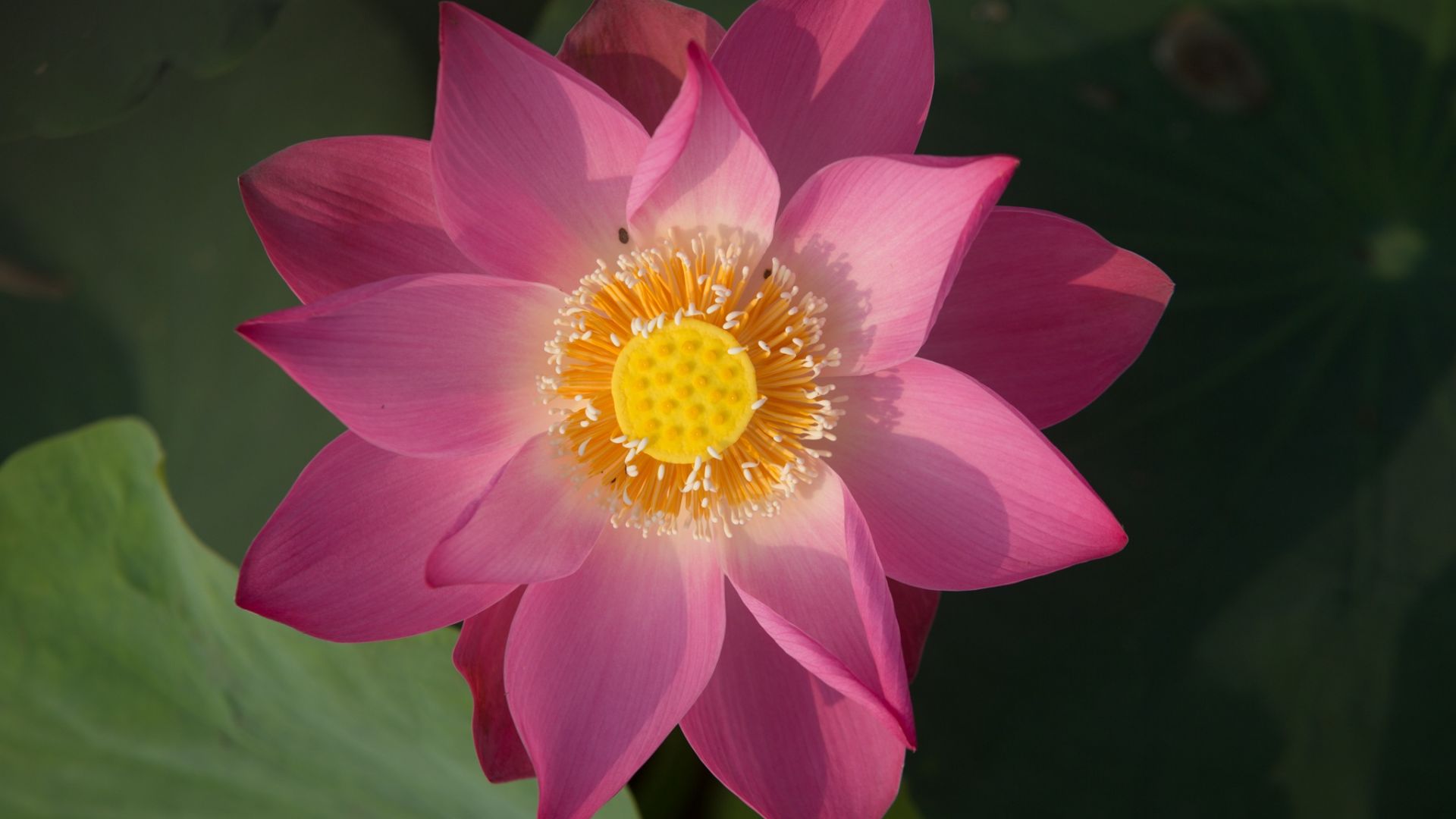 Wallpaper Lotus flower, pink, blossom