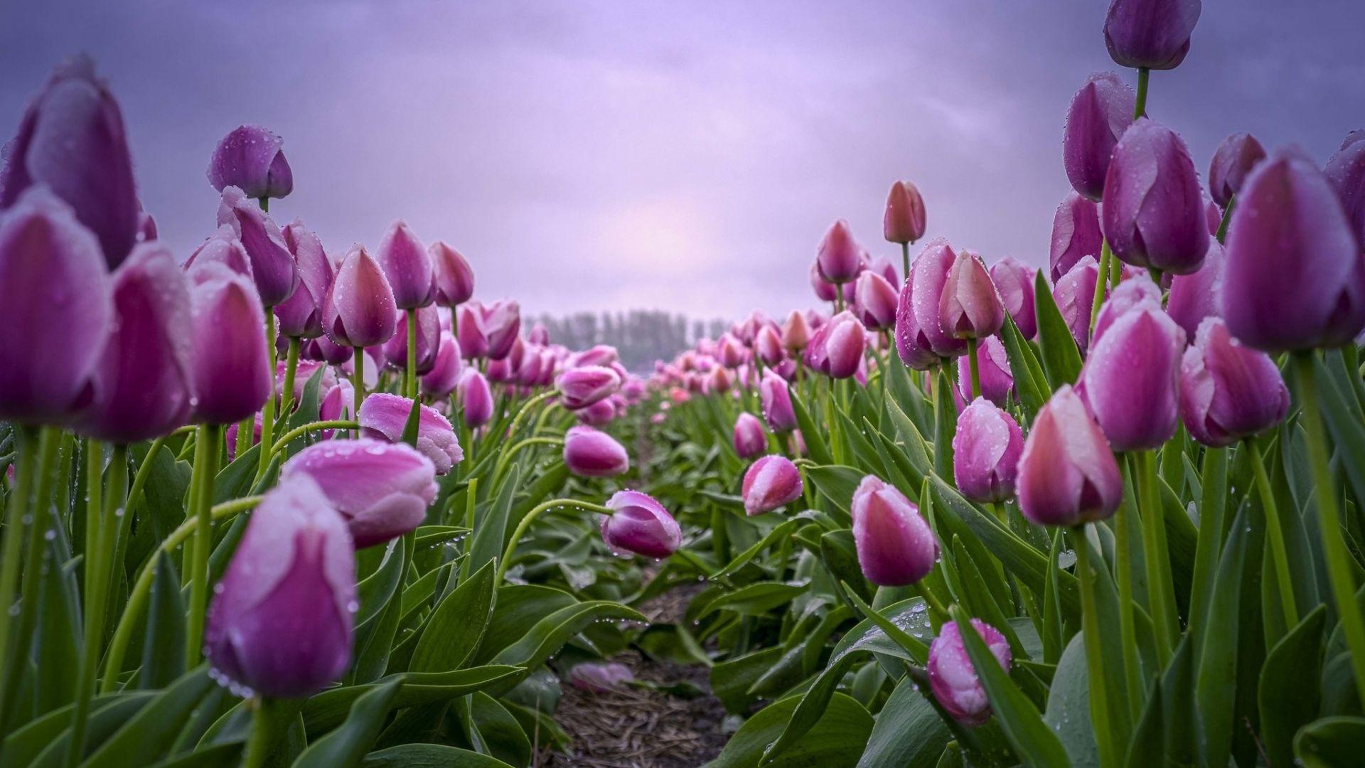 Wallpaper Flowers, blossom, pink tulips, farm