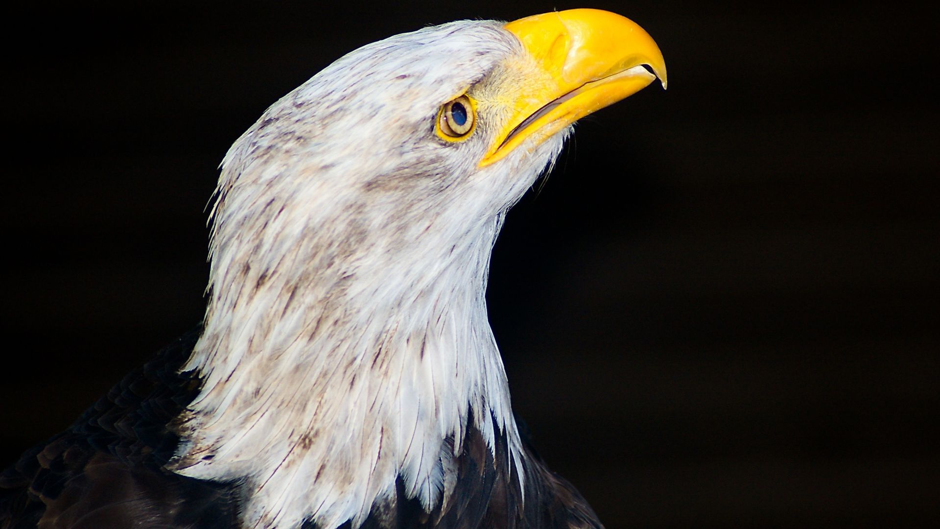 Wallpaper White-tailed eagle, muzzle, predator