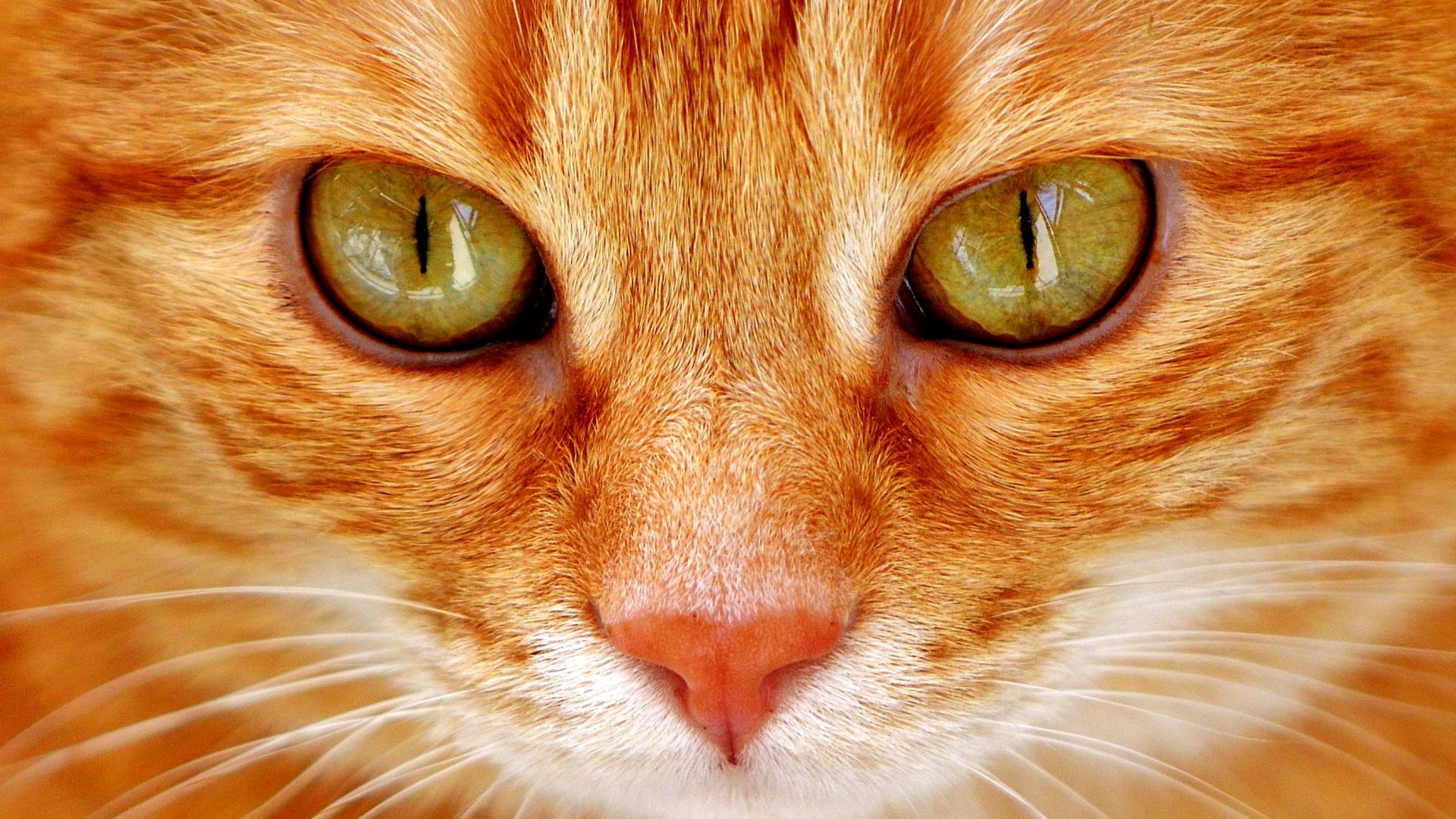 Wallpaper Orange cat, eyes, fur