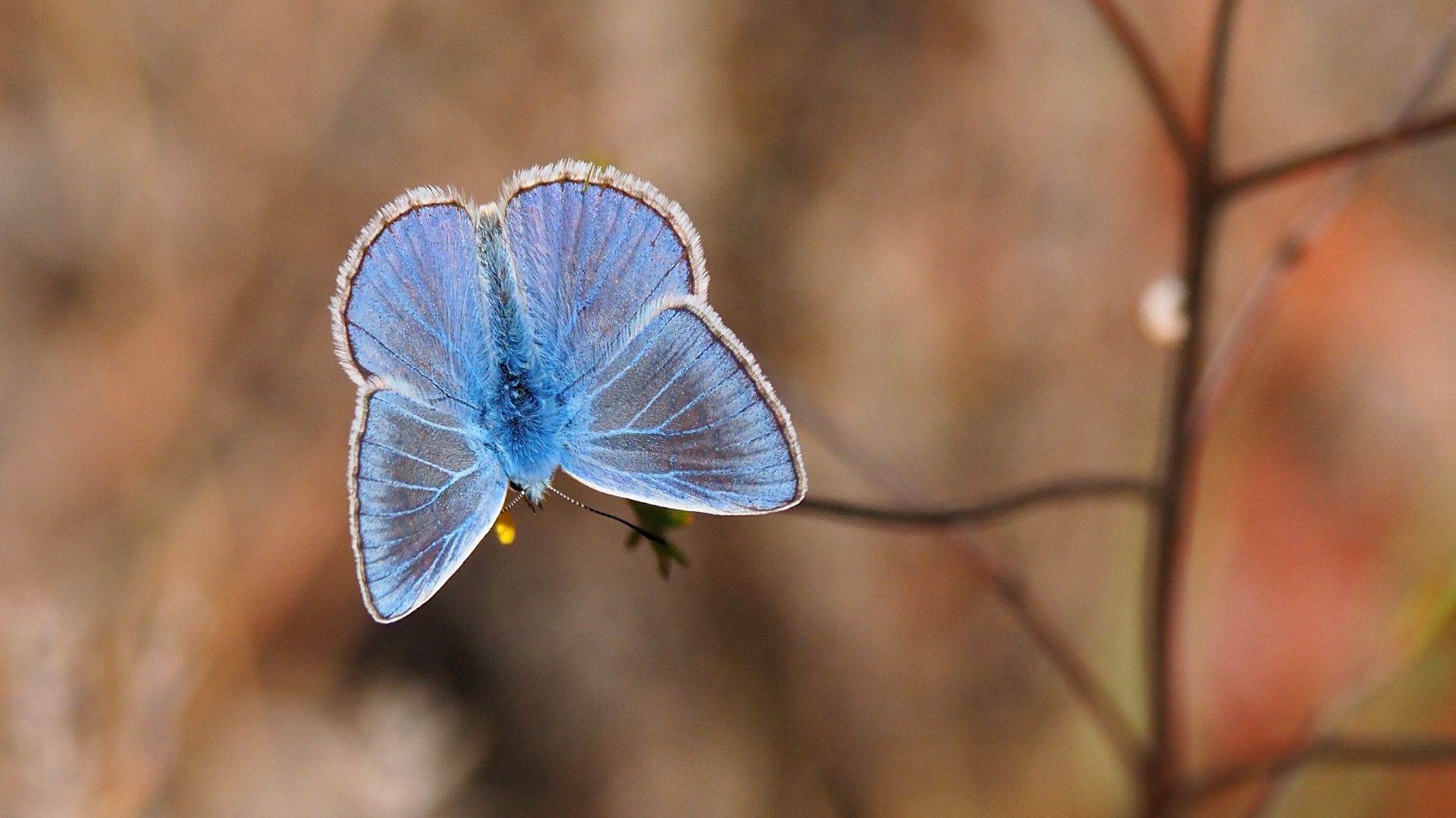 Wallpaper Blue butterfly, close up, insect