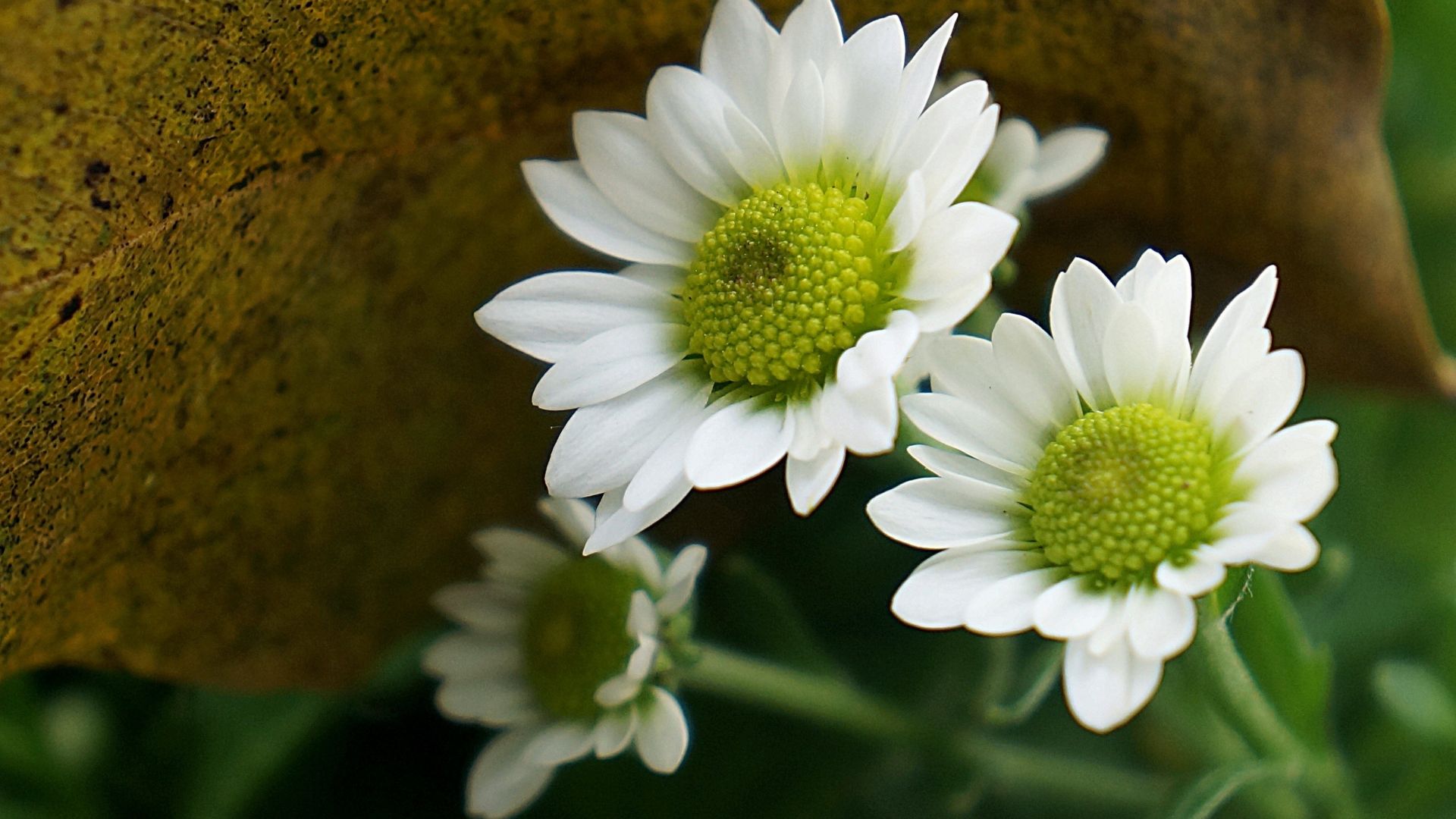 Wallpaper Spring, white daisy, close up