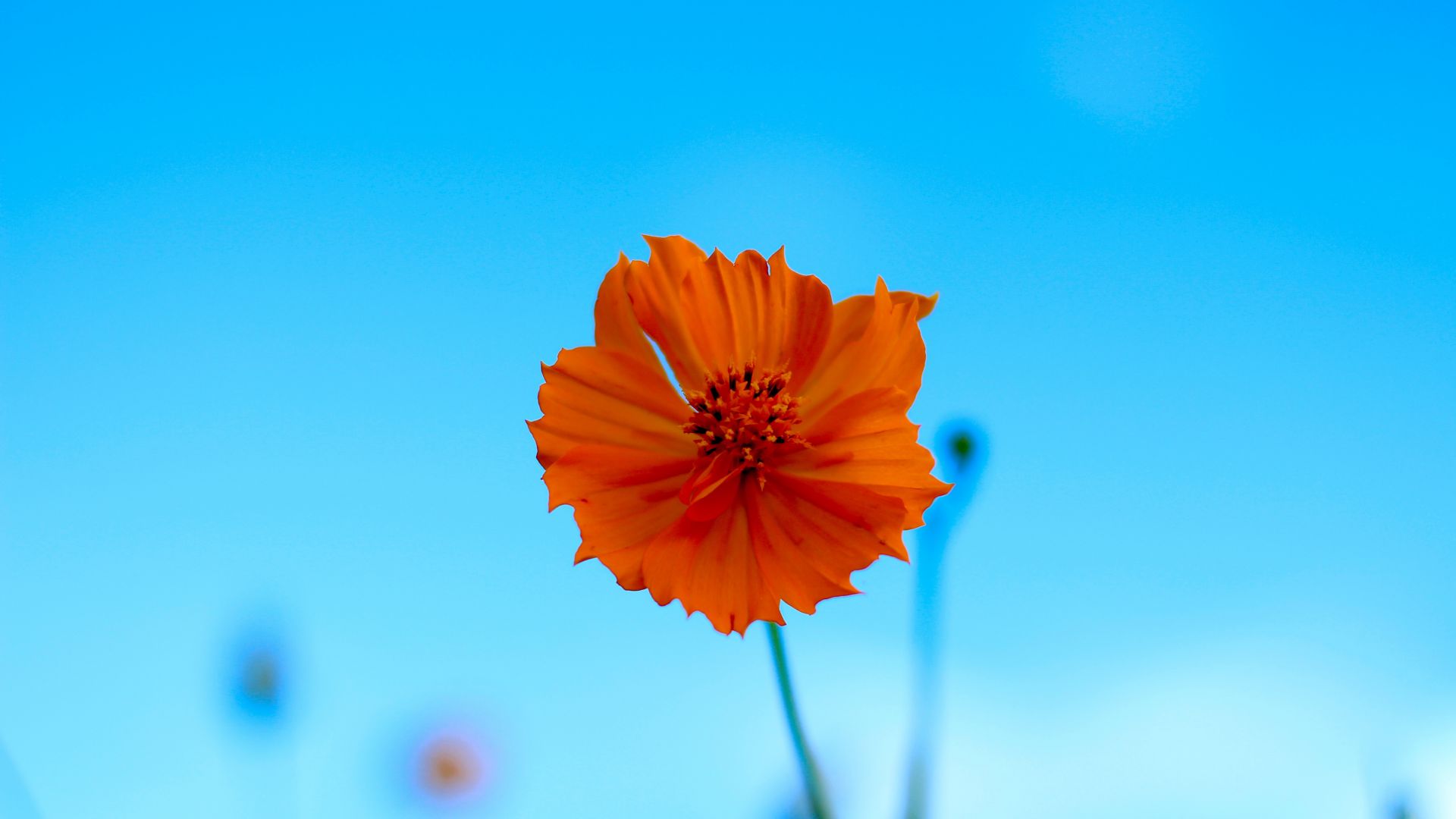 Wallpaper Orange flower, spring, portrait, 5k