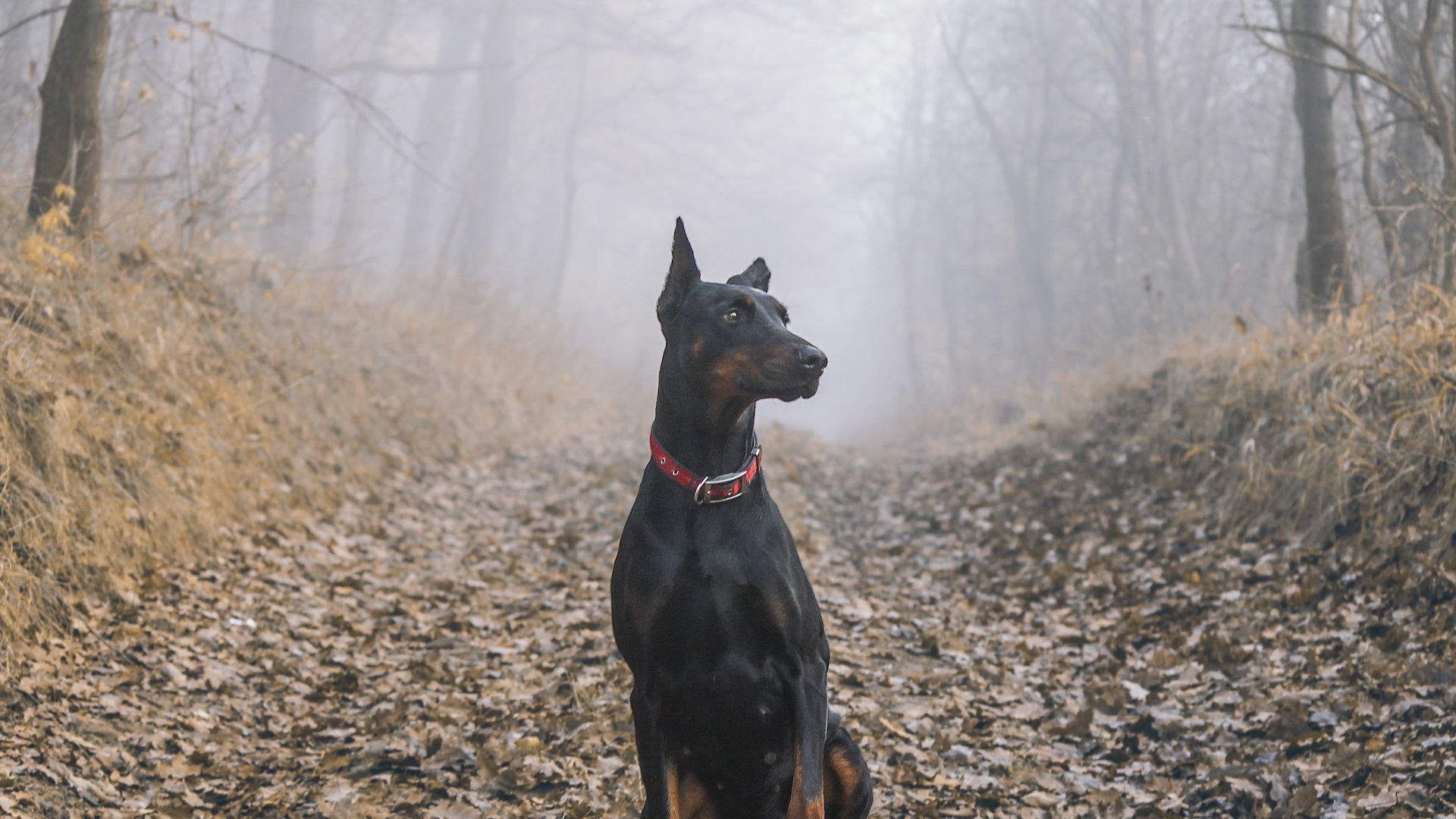 Wallpaper Dobermann pinscher, dog, outdoor, 4k