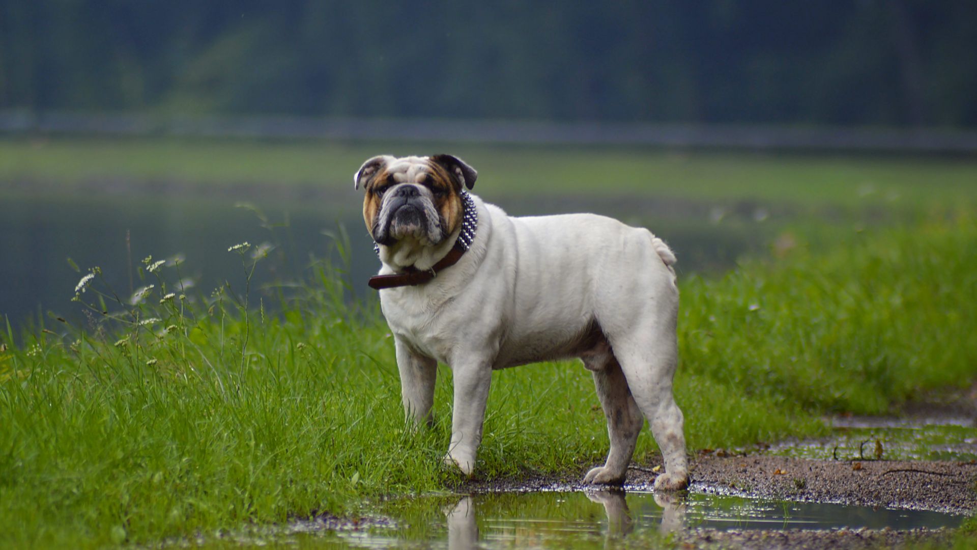 Wallpaper Bulldog, outdoor, confident, dog