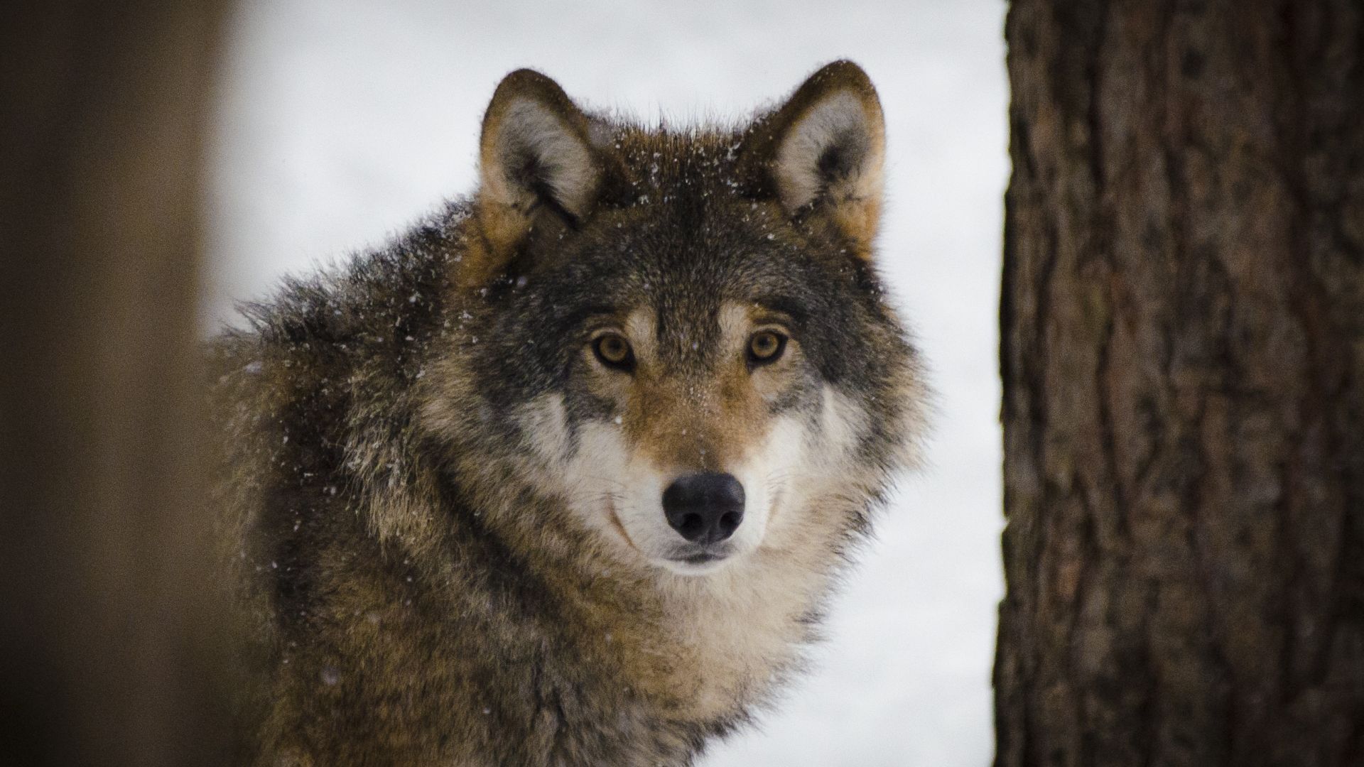 Wallpaper Wolf, predator, wild animal
