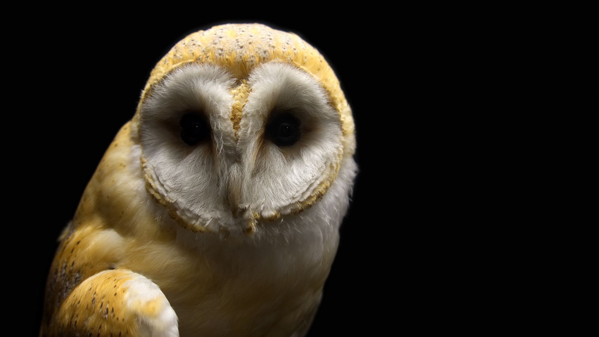 Wallpaper Barn owl, bird, predator, portrait