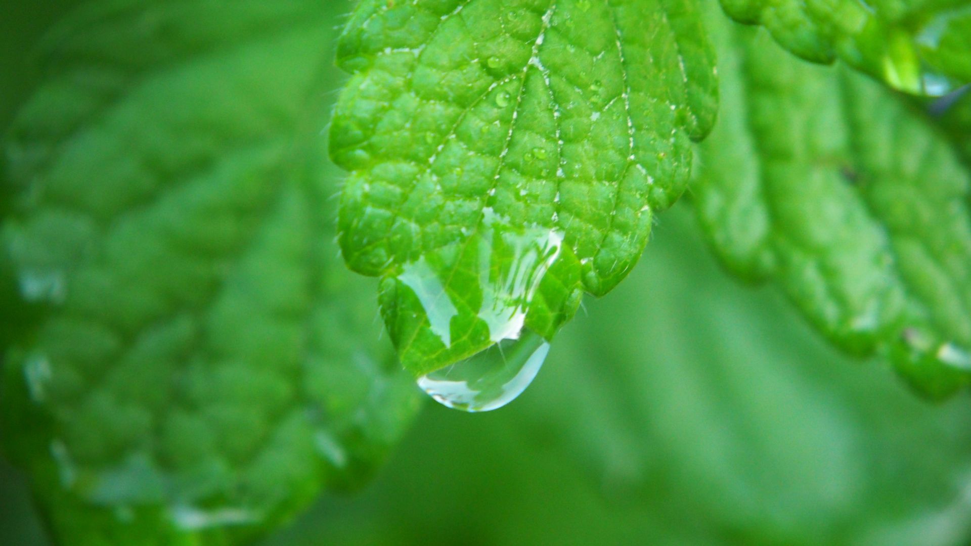Wallpaper Leaf, dew, water drops, close up