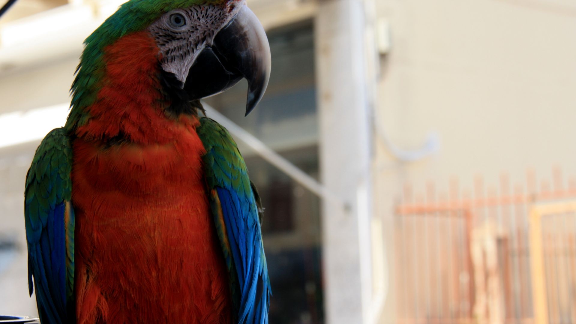 Wallpaper Parrot, macaw, colorful, bird