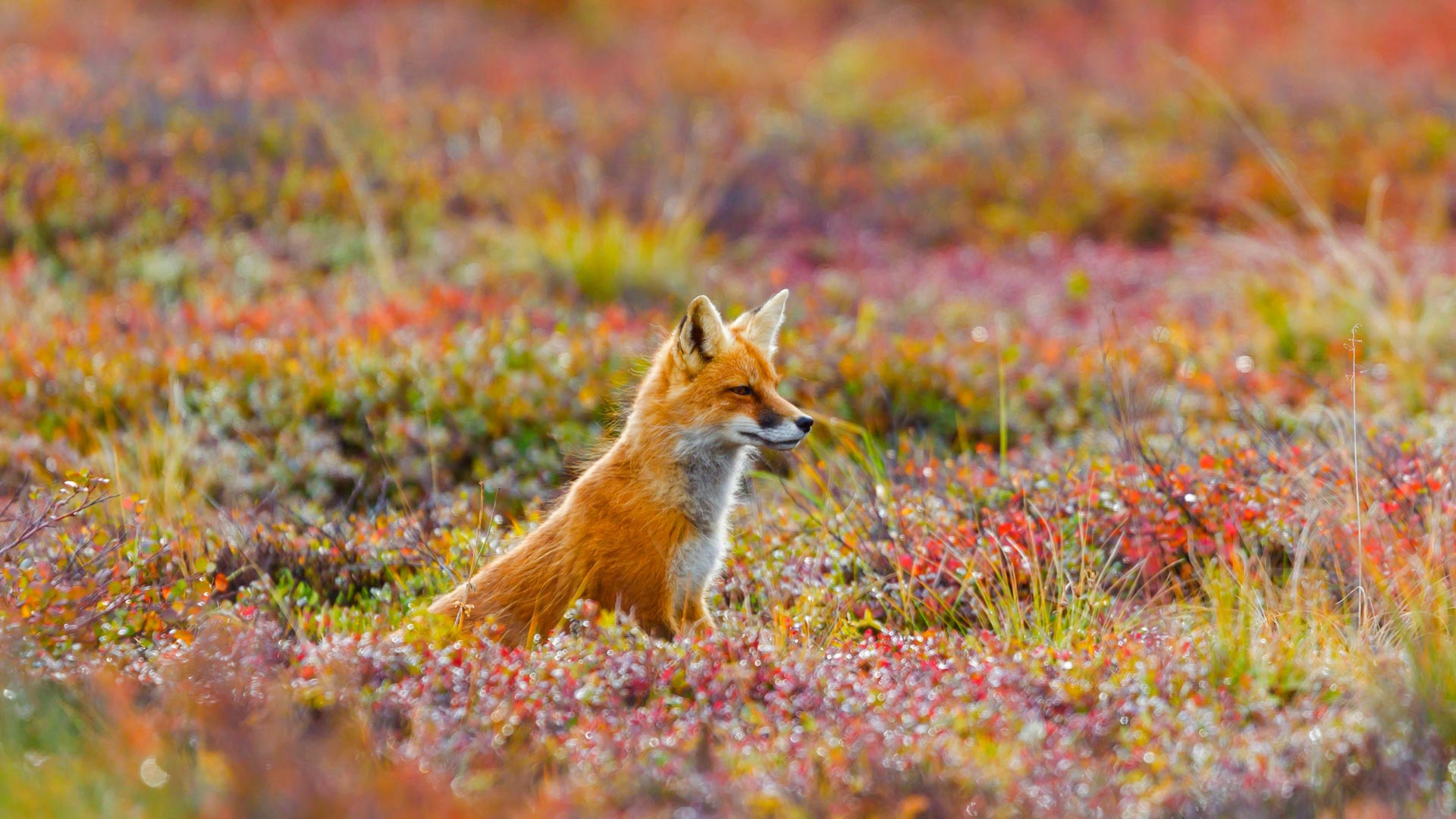 Wallpaper Young fox, animal, predator, meadow