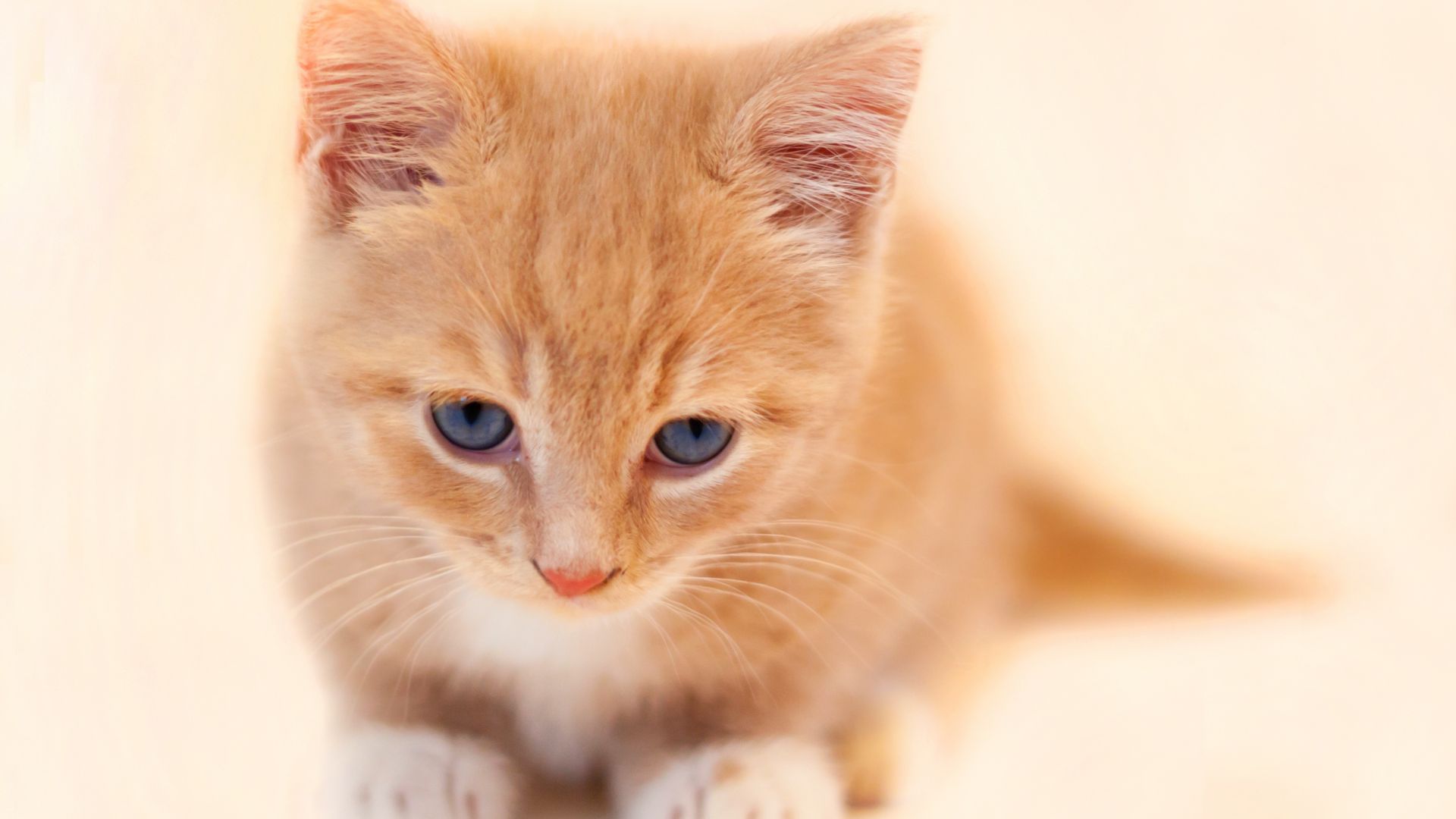 Wallpaper Cute, orange kitten, baby animal