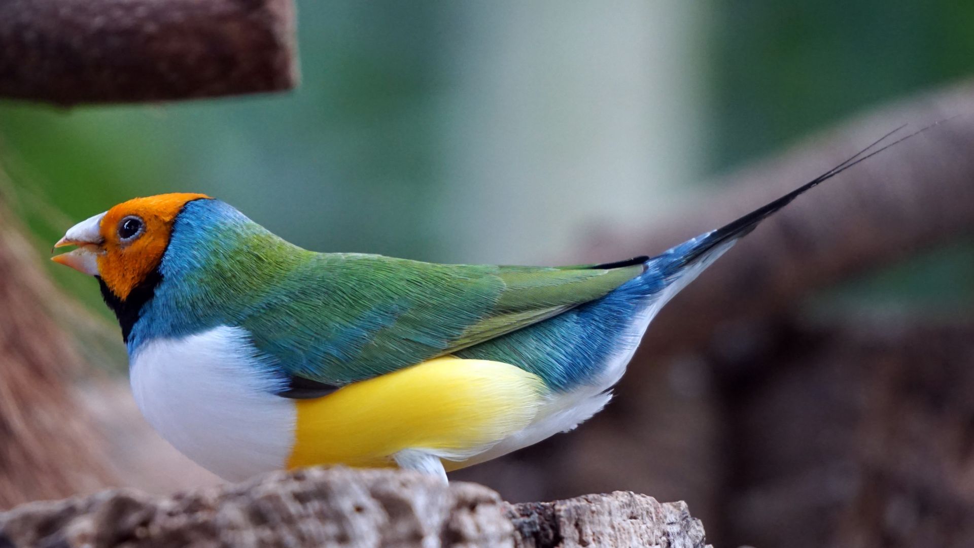 Wallpaper Colorful finch, bird, 5k