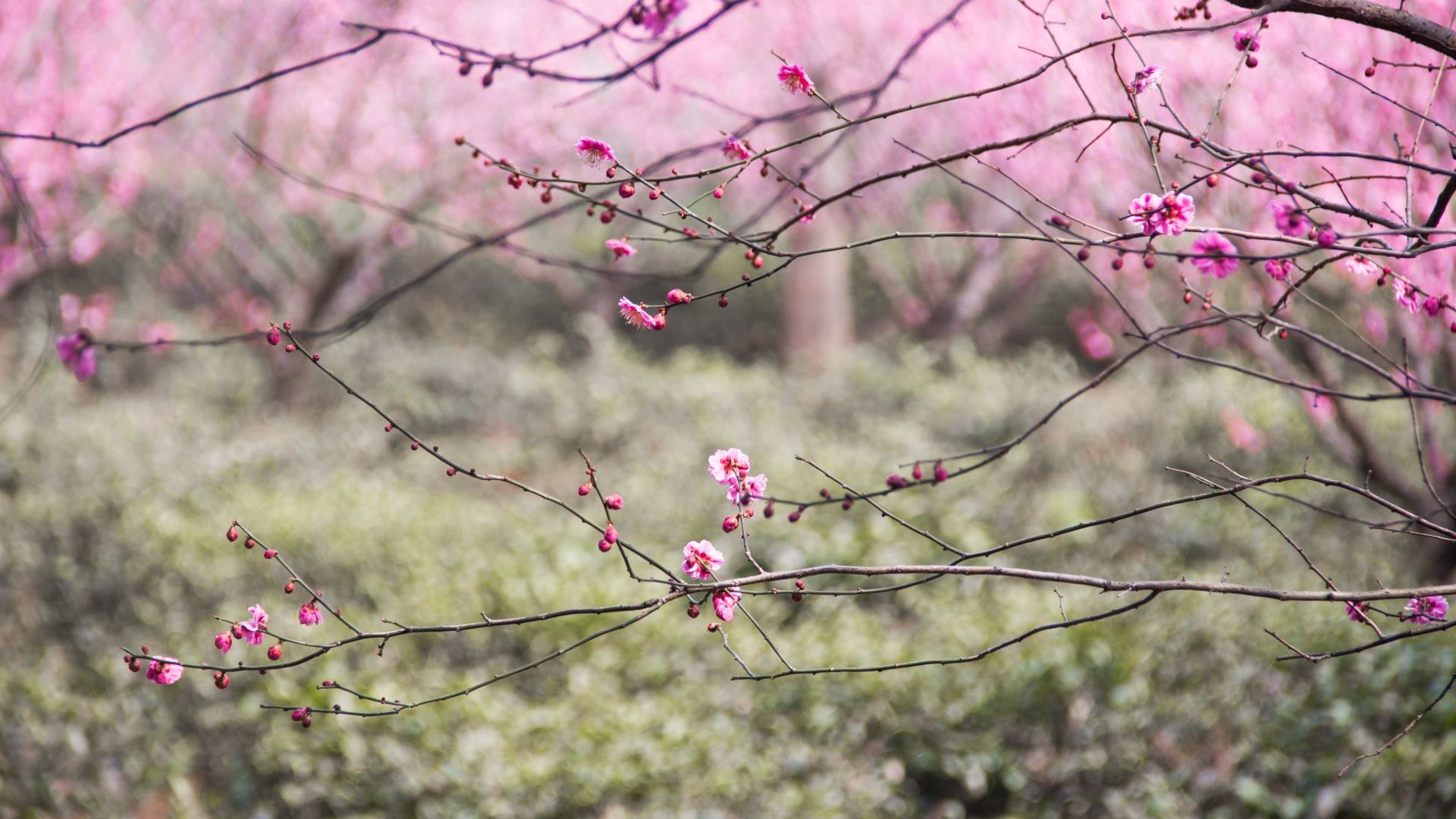 Desktop Wallpaper Plum Blossom, Pink Flowers, Tree Branch, Spring, Hd  Image, Picture, Background, E7bb0d