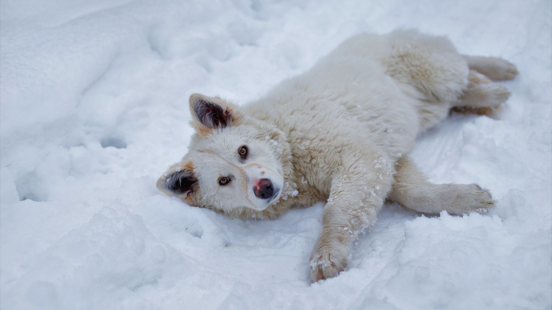 Wallpaper White dog, lying down, winter, 5k