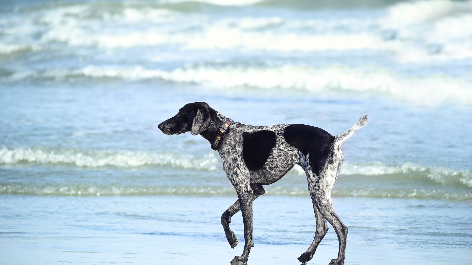 Wallpaper Beach, dog, walk, spotted, animal
