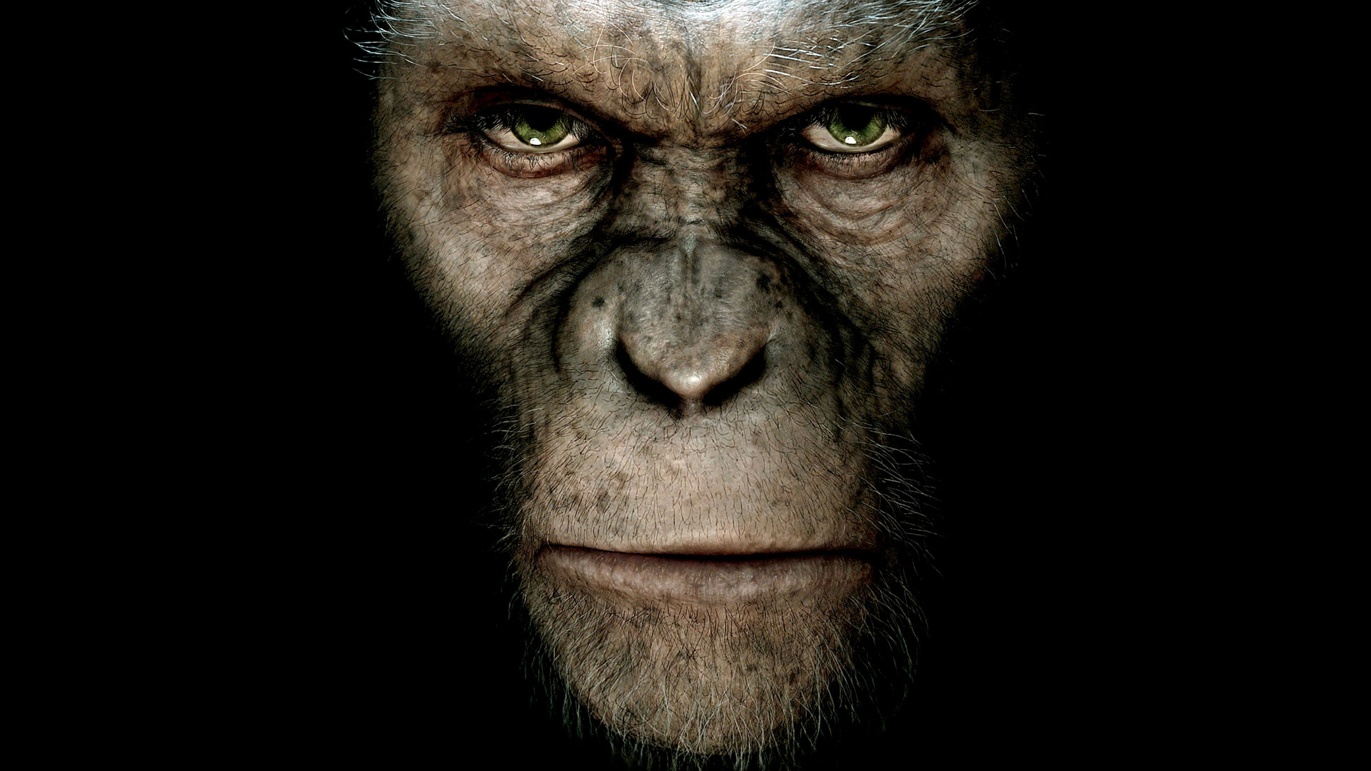 Wallpaper Rise of the Planet of the Apes movie
