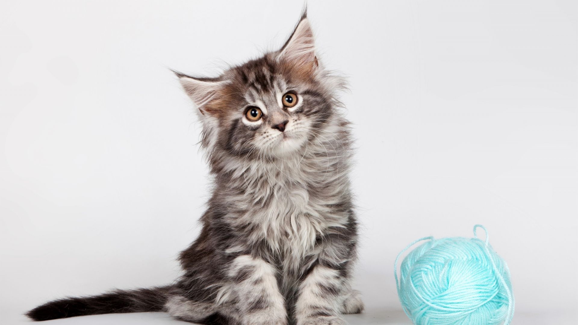 Wallpaper Cute, kitten, adorable, woolen ball