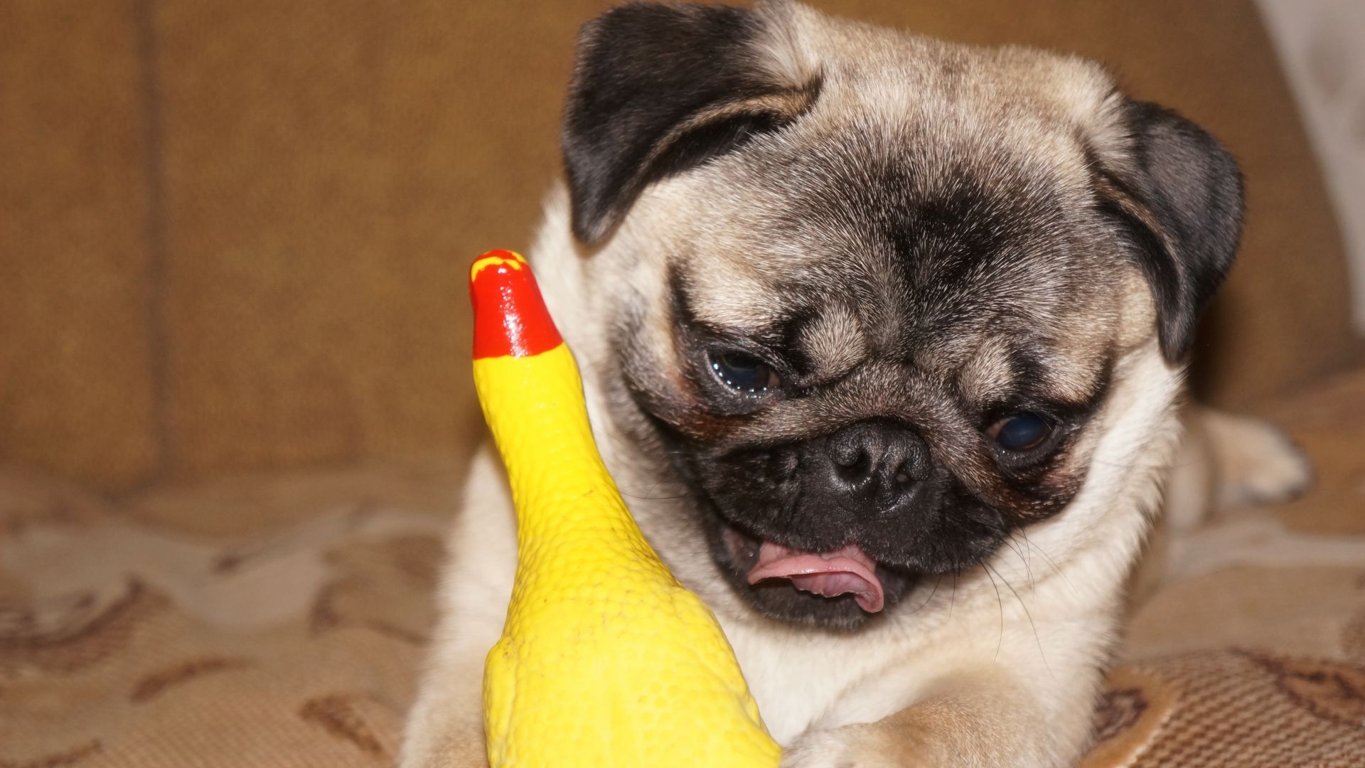 Wallpaper Dog, pug, play with toy